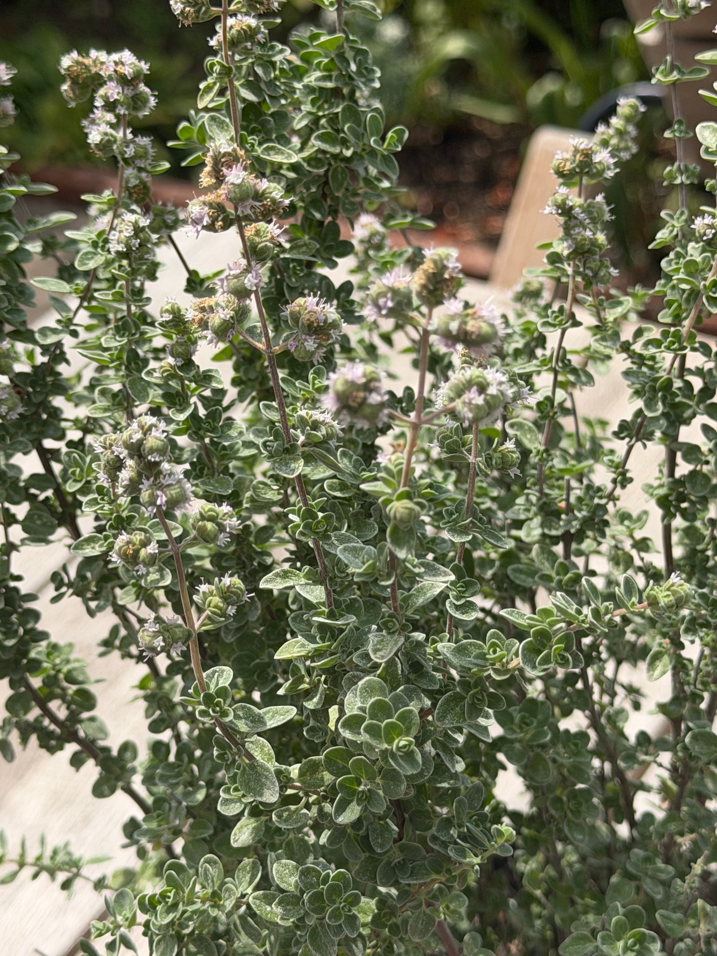 Origanum syriacum