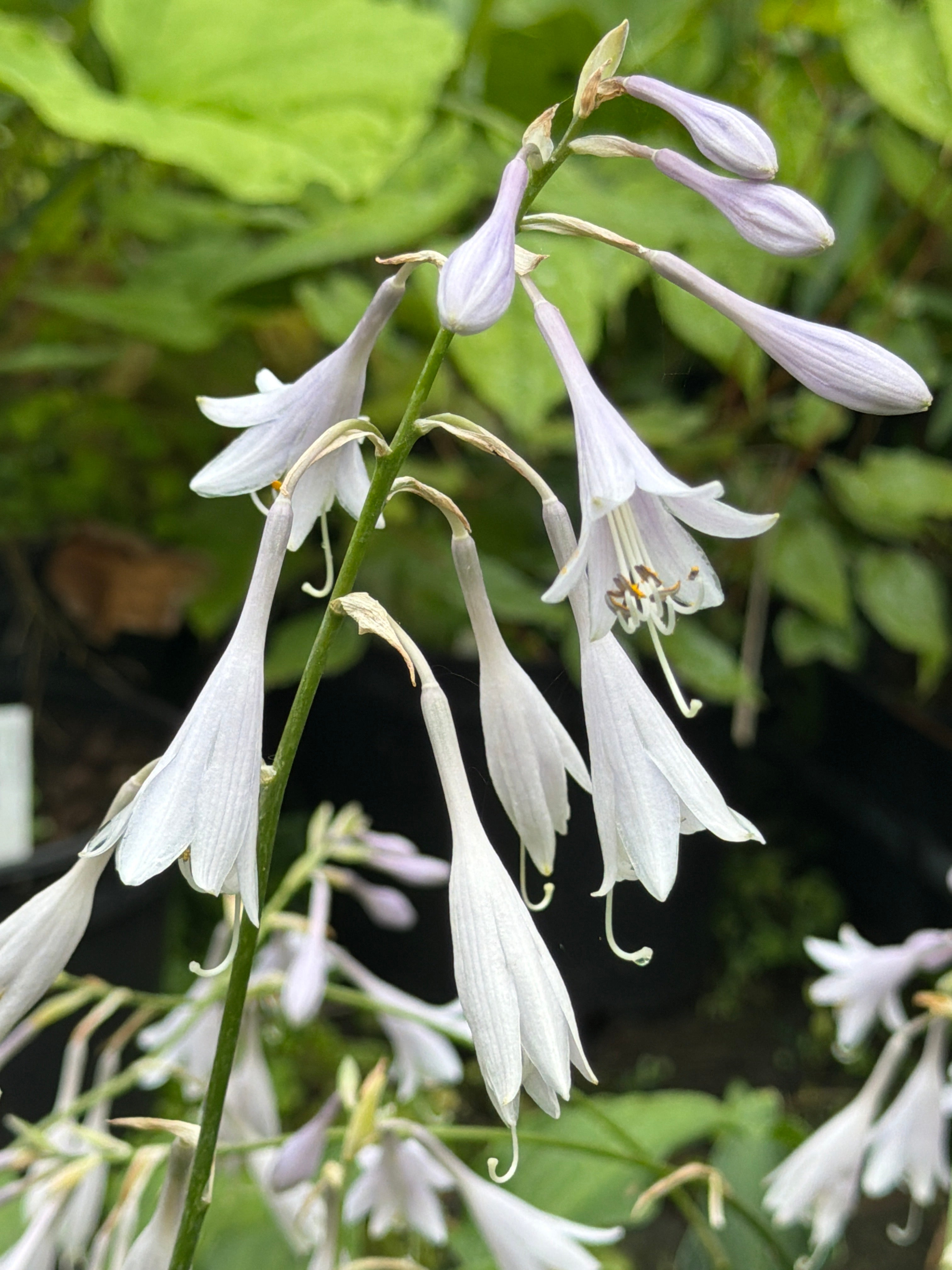 Hosta montana BSWJ5585