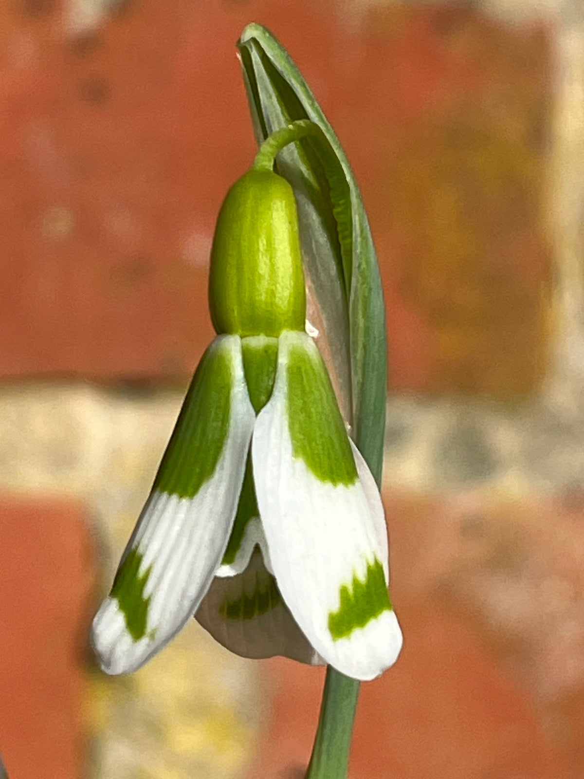 Galanthus ‘Chantry Gem' GC53