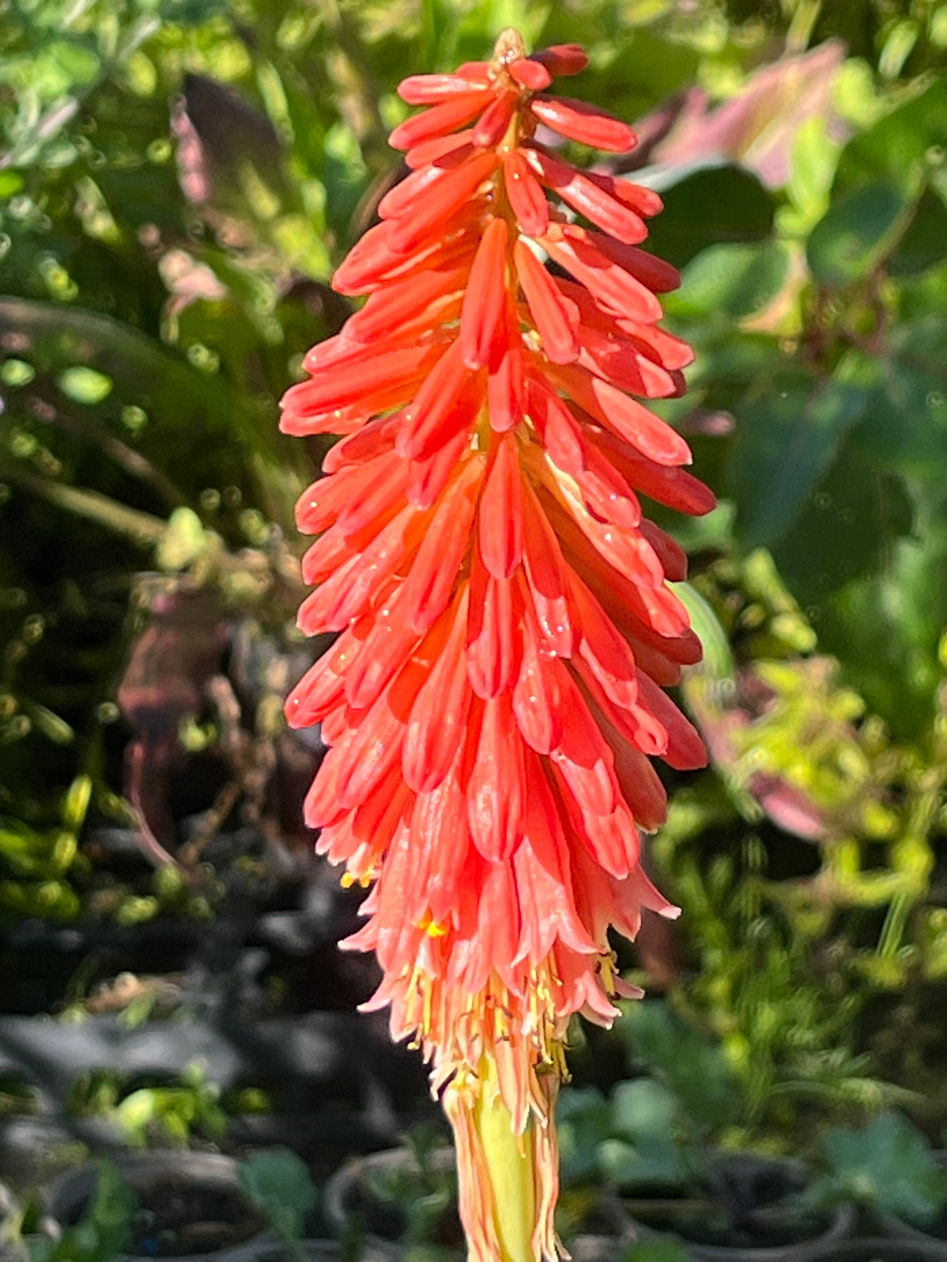 Kniphofia &#39;Red Hot Popsicle&#39;