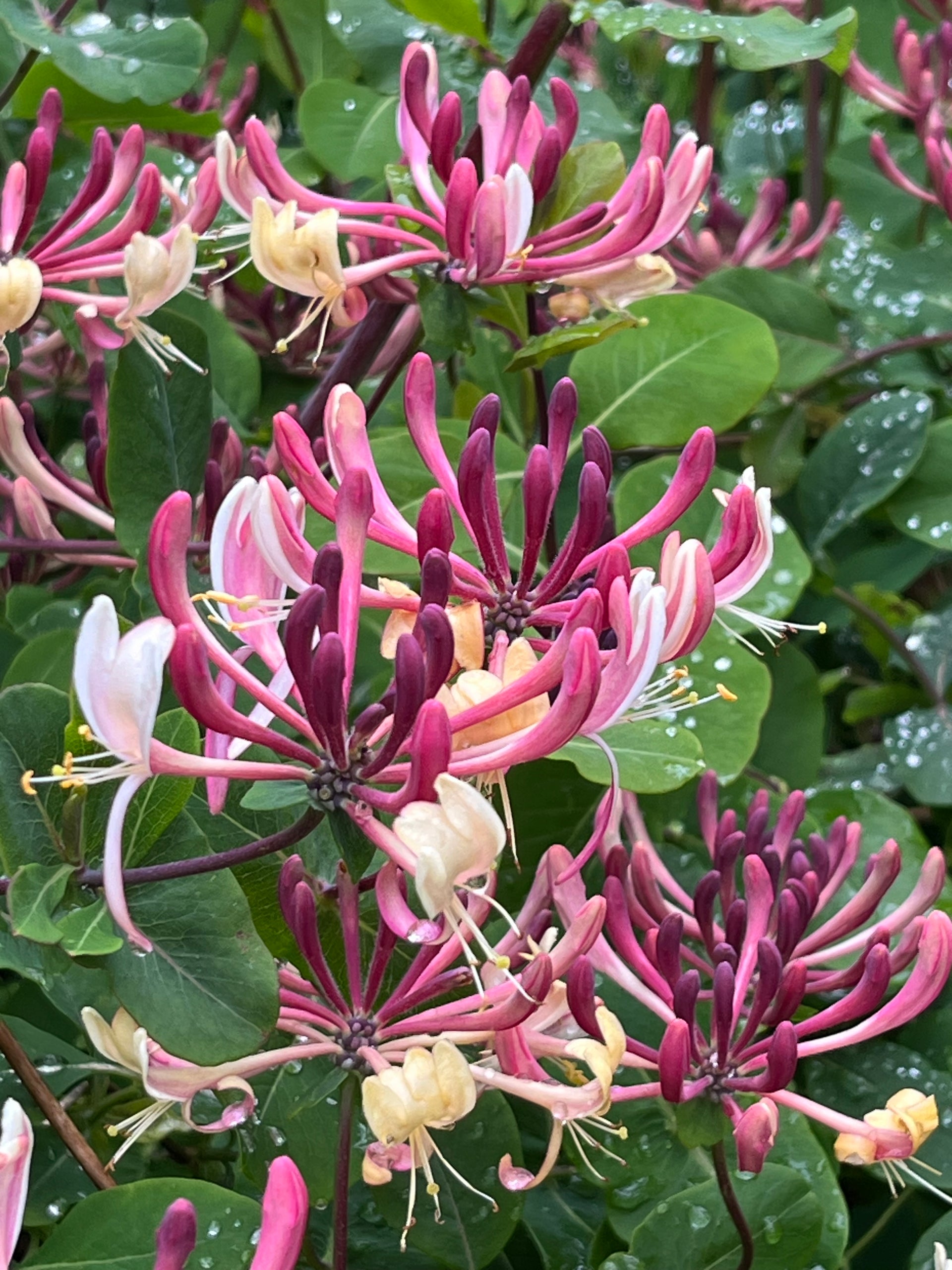 lonicera americana Lonicera x americana