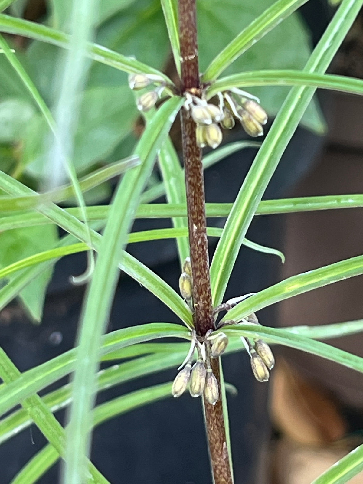 Polygunatum Polygonatum sibiricum DJHC 600 – Edulis