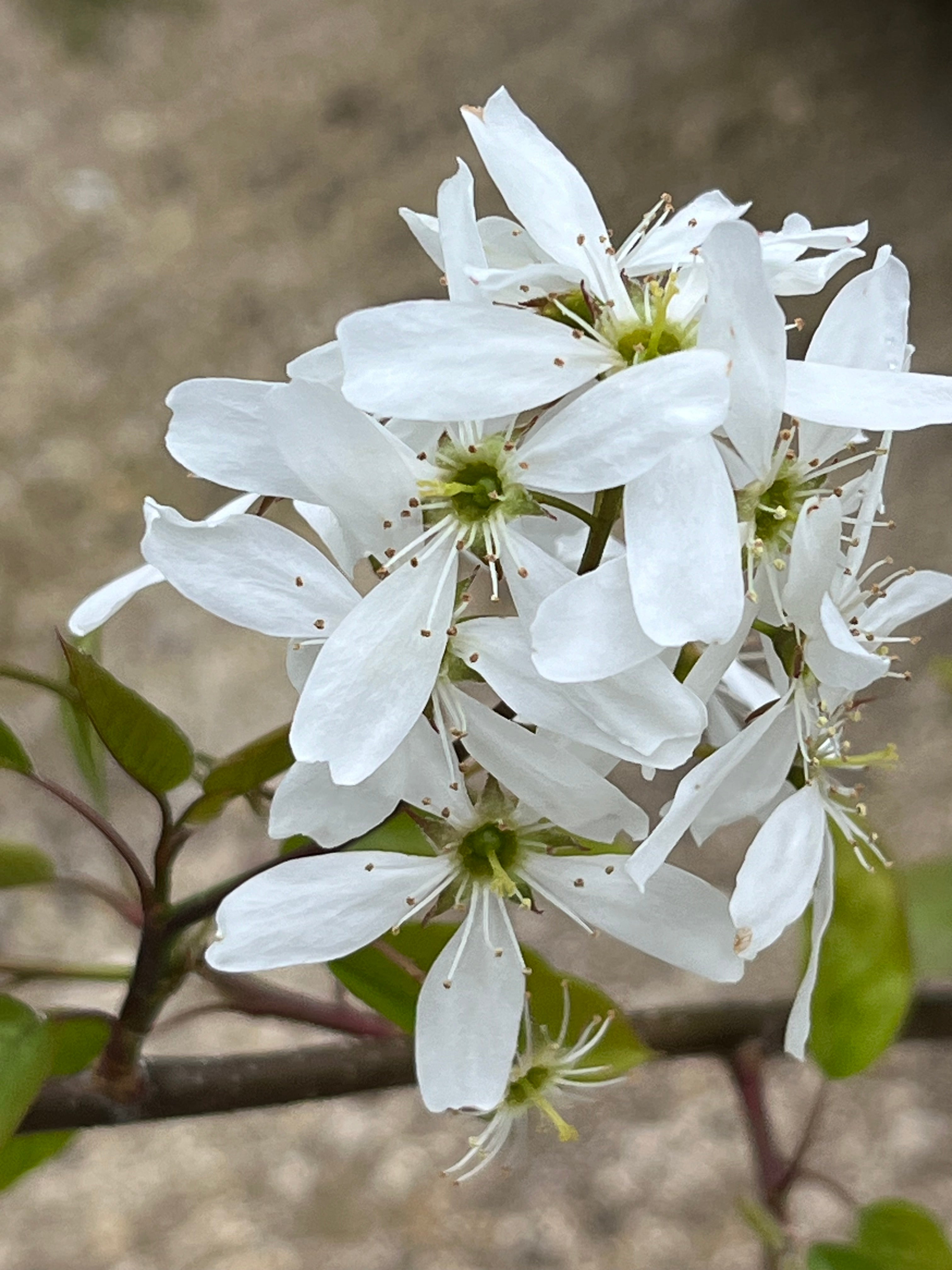 Amelanchier x grandiflora ‘Ballerina’ AGM