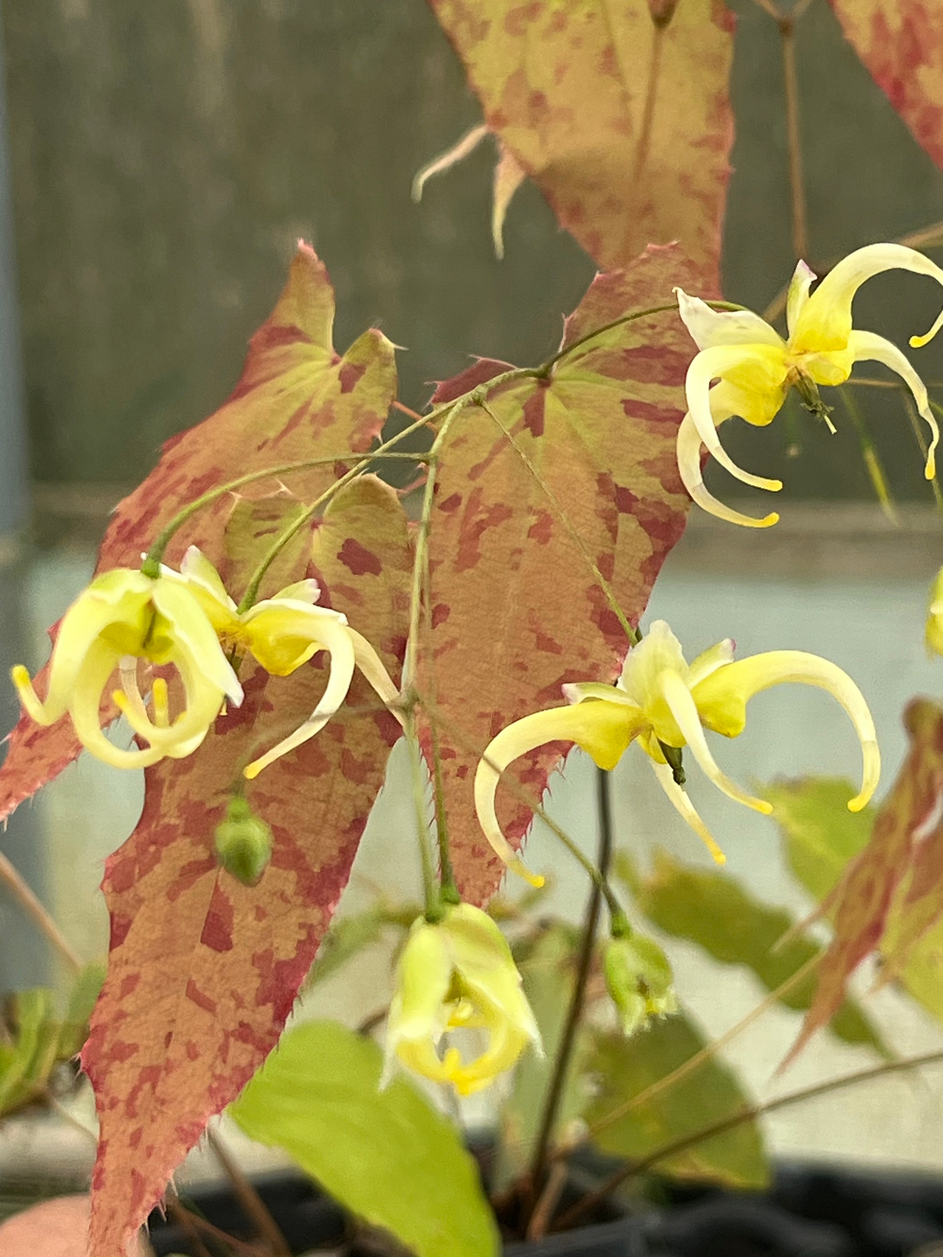 Epimedium chlorandrum
