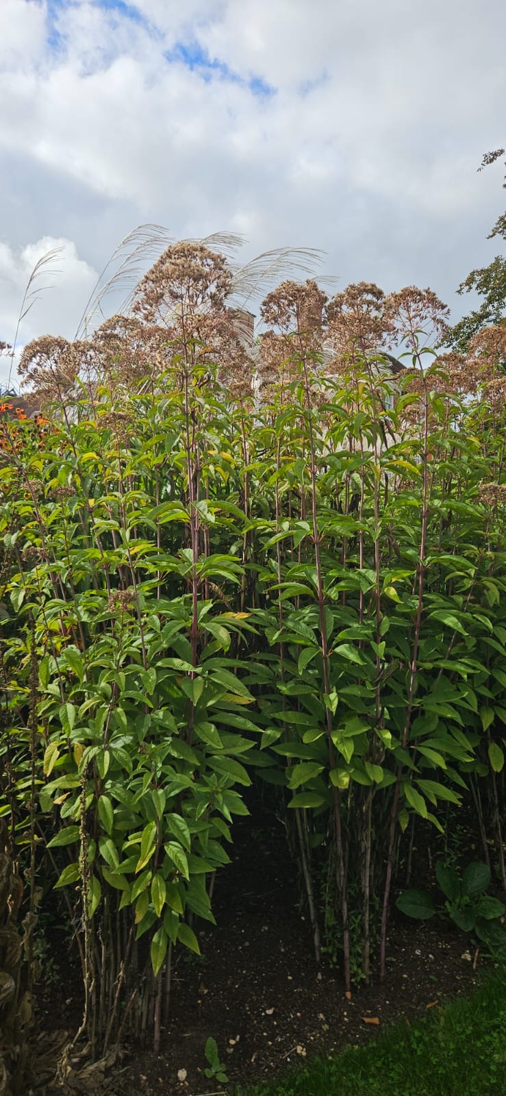 Eutrochium fistulosum 'Berggarten'