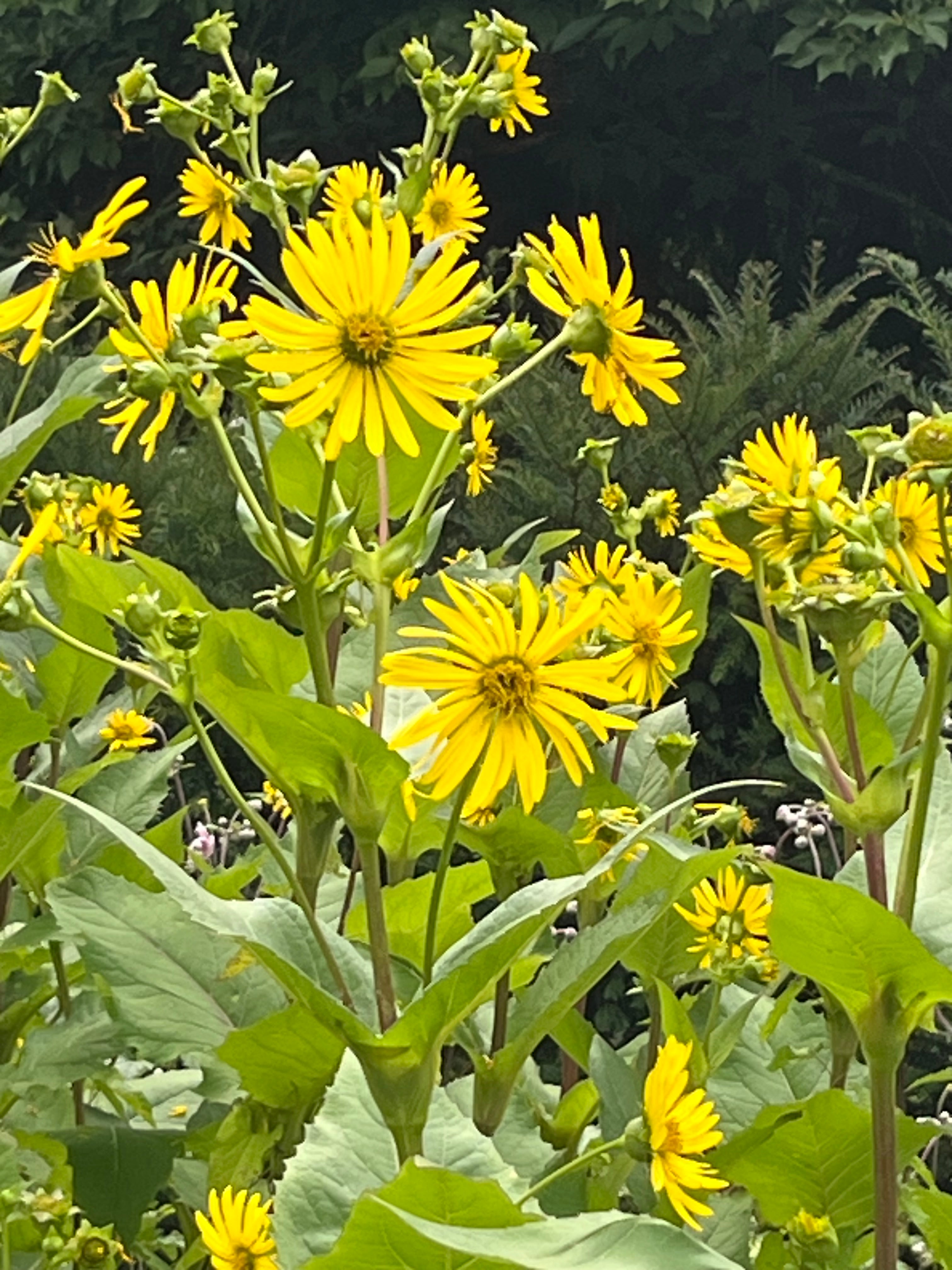 Silphium perfoliatum