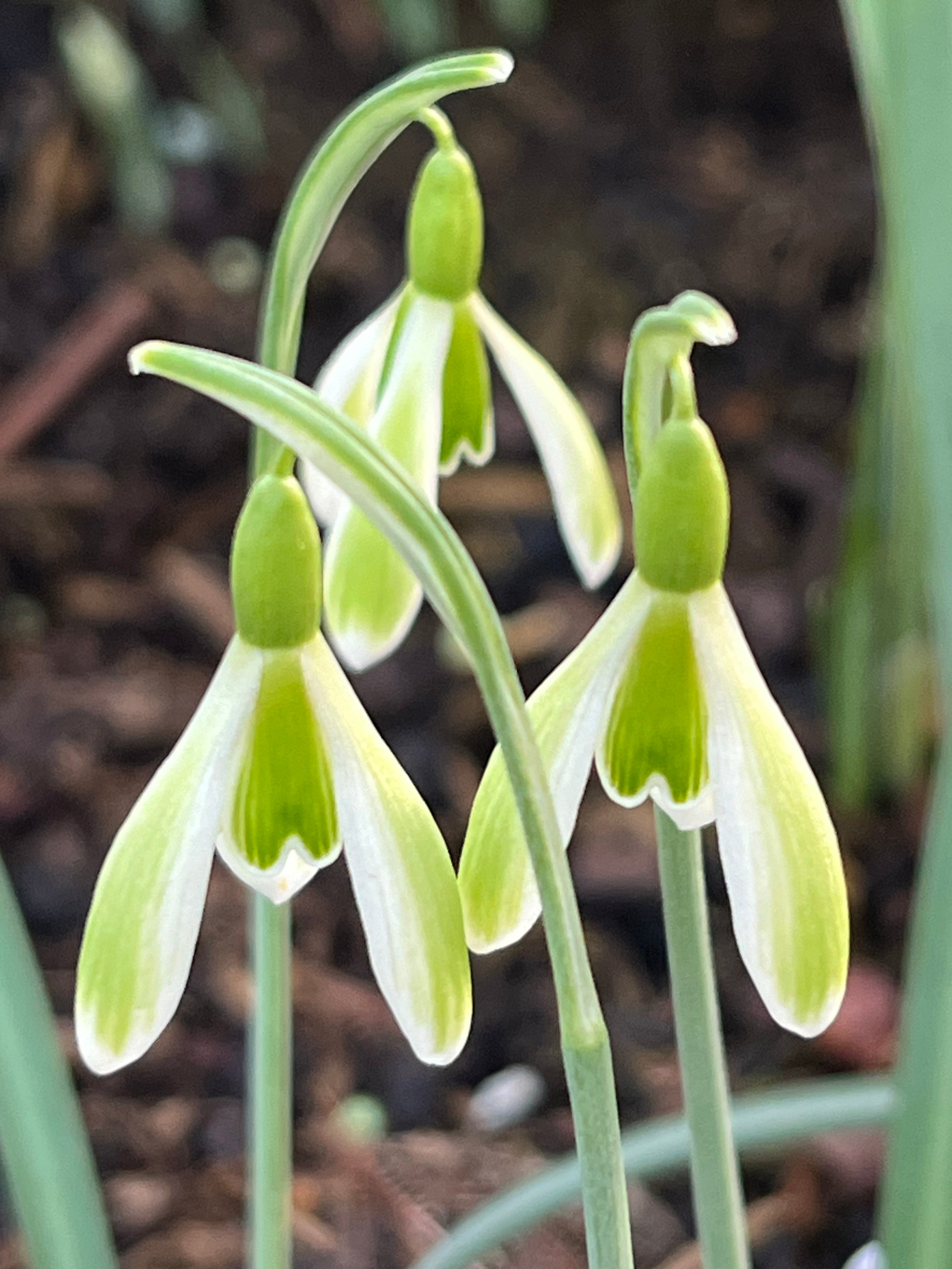 Galanthus nivalis &#39;Tete&#39;