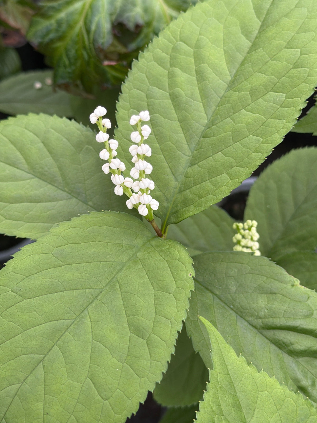 Chloranthus Pattern Chloranthus serratus – Edulis
