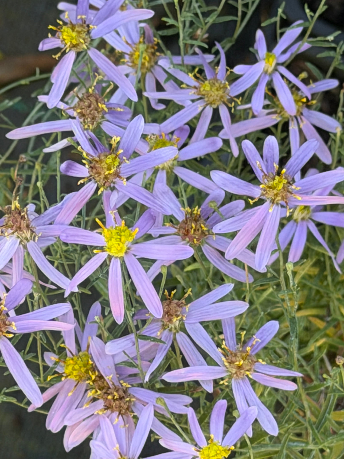 Galatella sedifolia 'Jean Polignier'