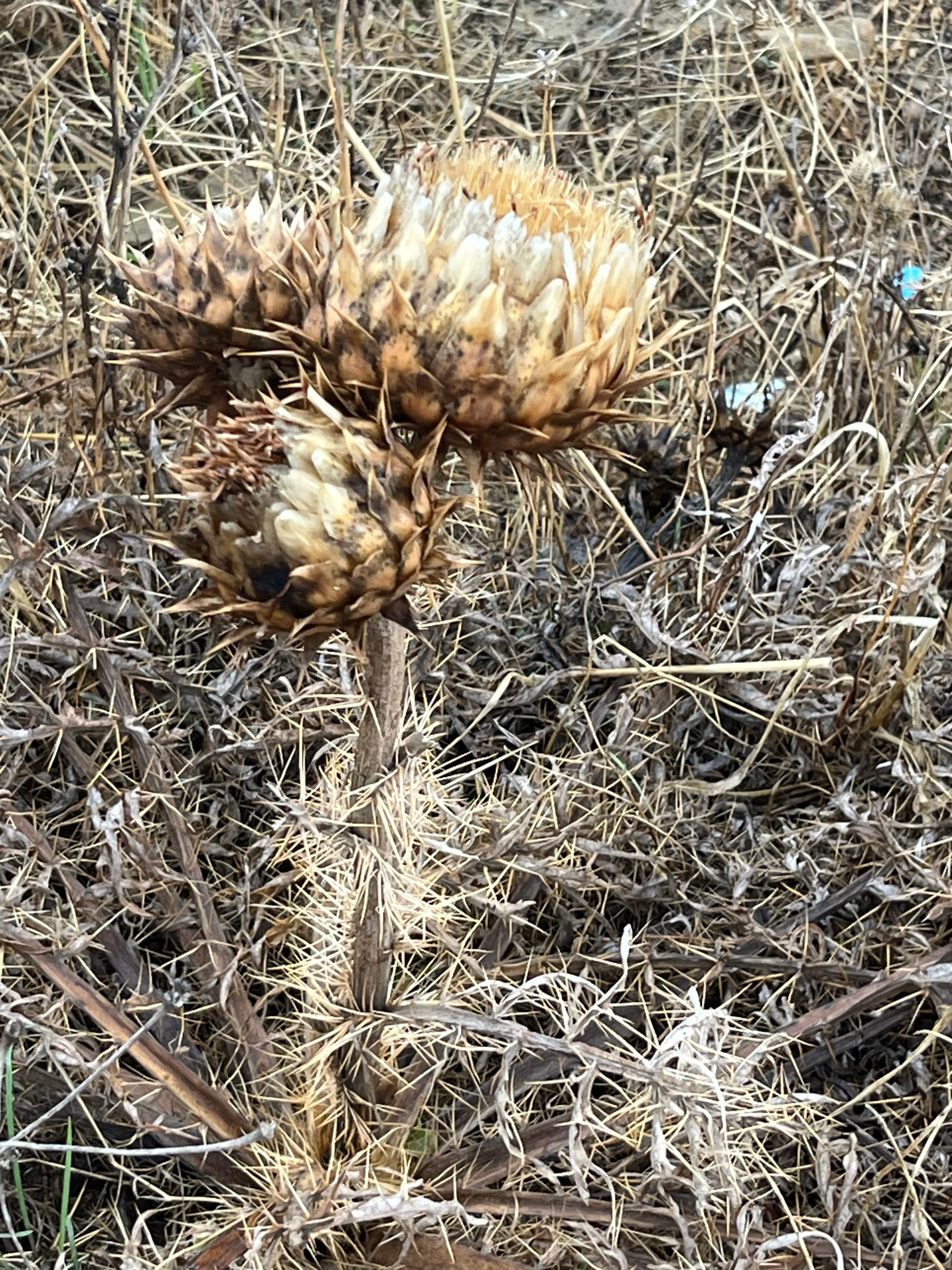 Cynara baetica var. marrocana