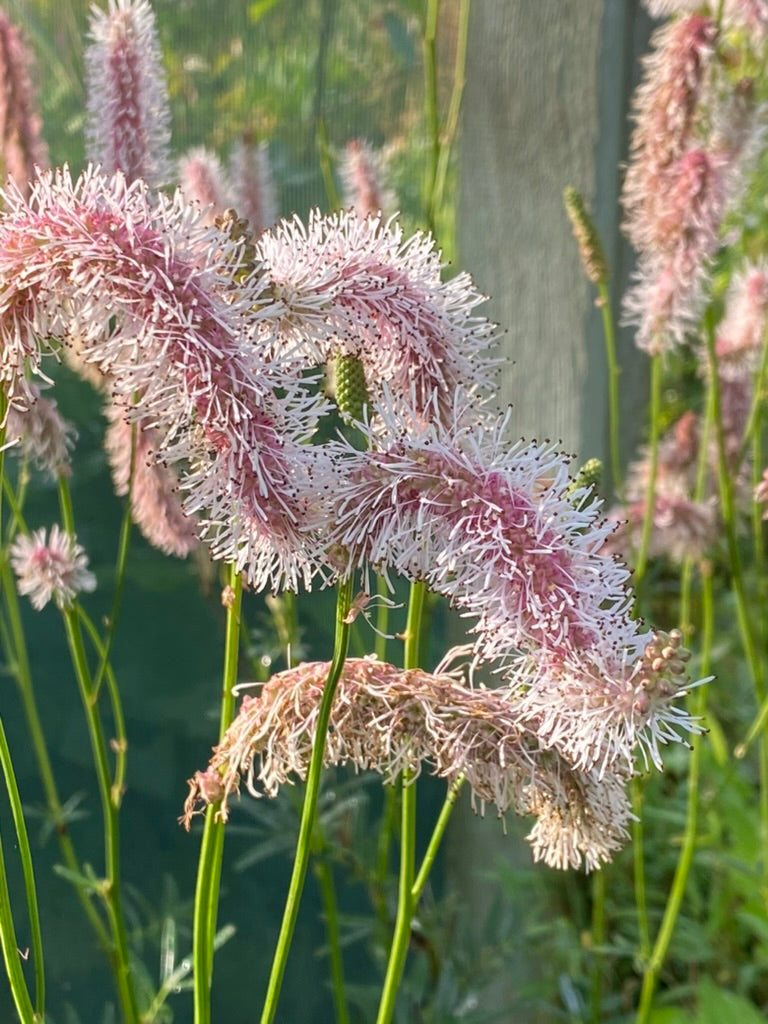 Sanguisorba canadensis &#39;Pink Ruffles&#39;