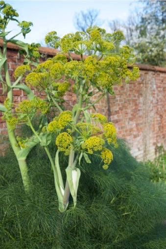 Ferula communis