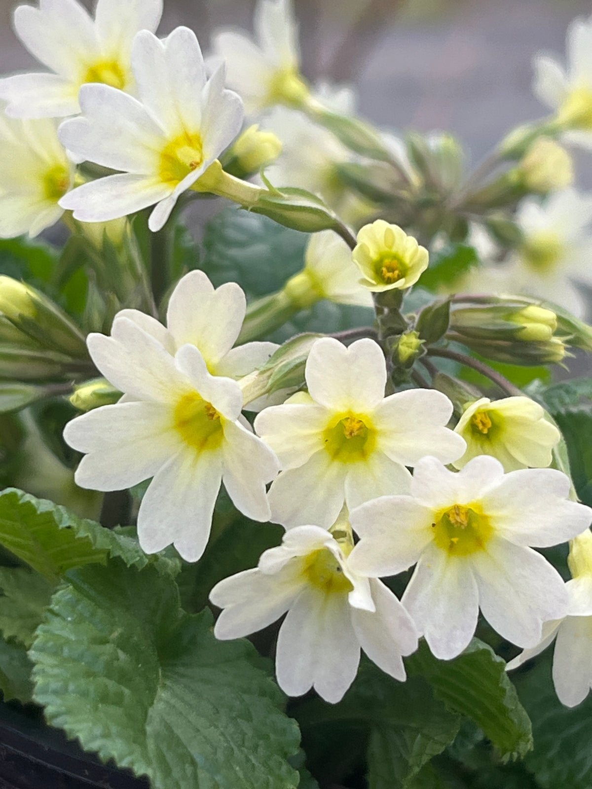 Primula 'MacWatt's Cream'