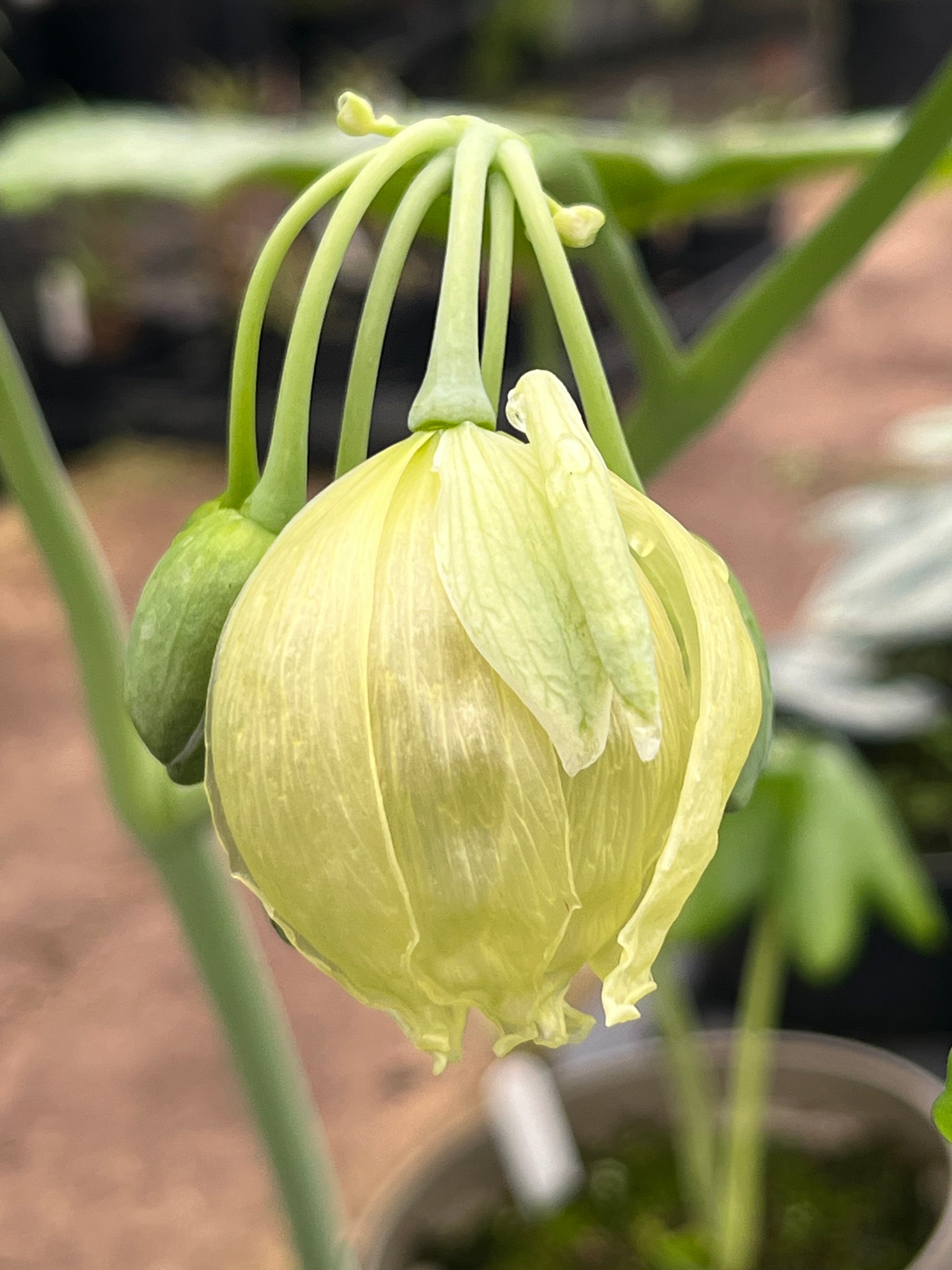 Podophyllum versipelle album