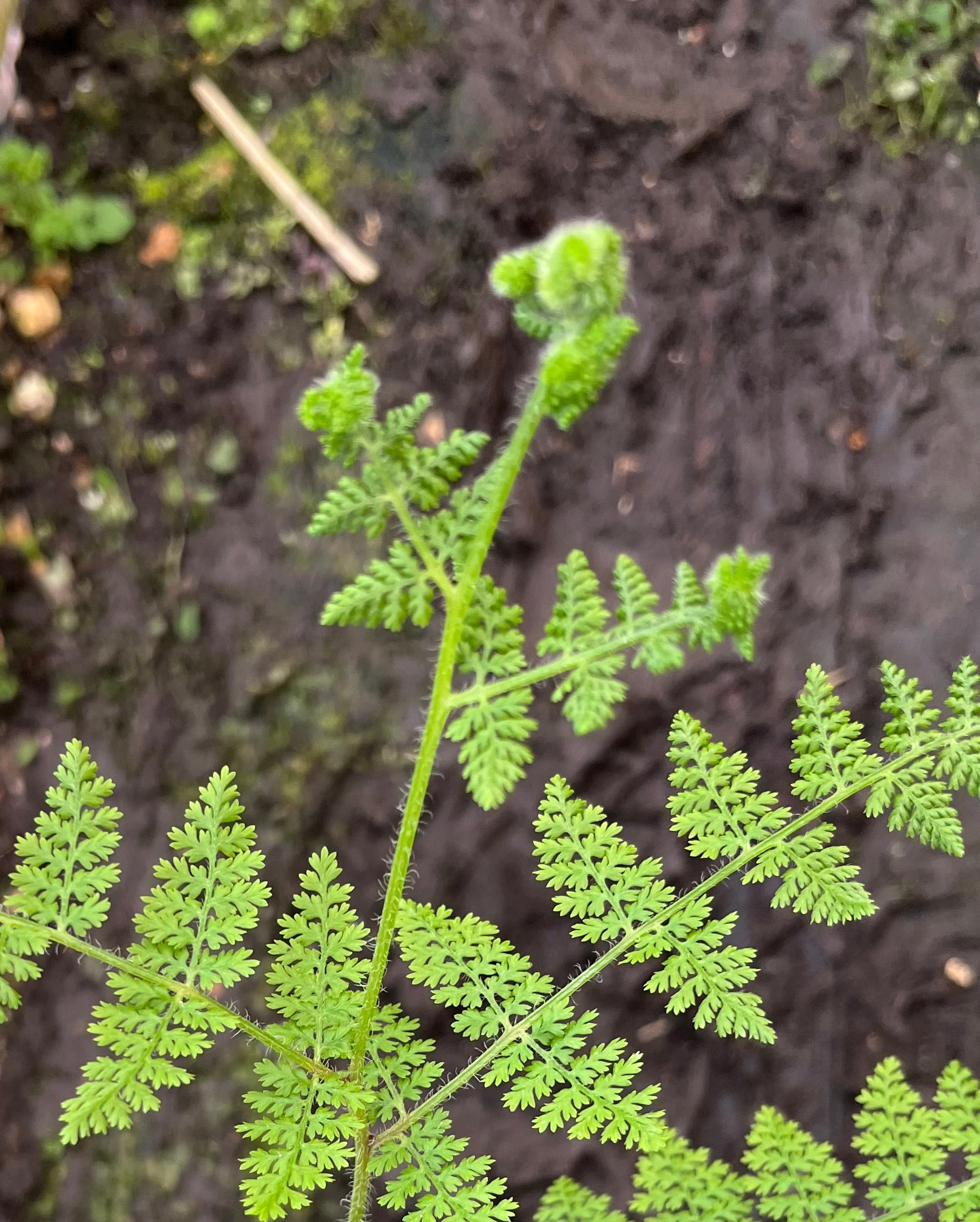 Hypolepsis millefolium