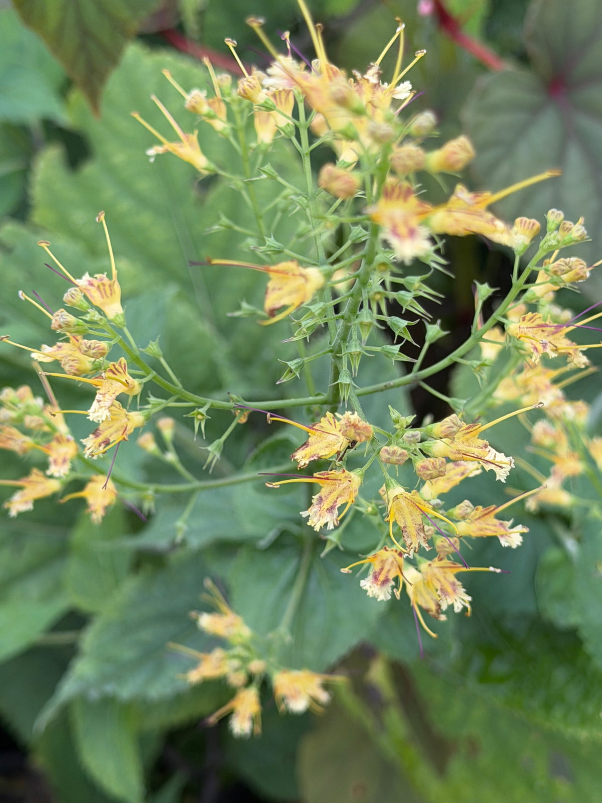 Collinsonia canadensis