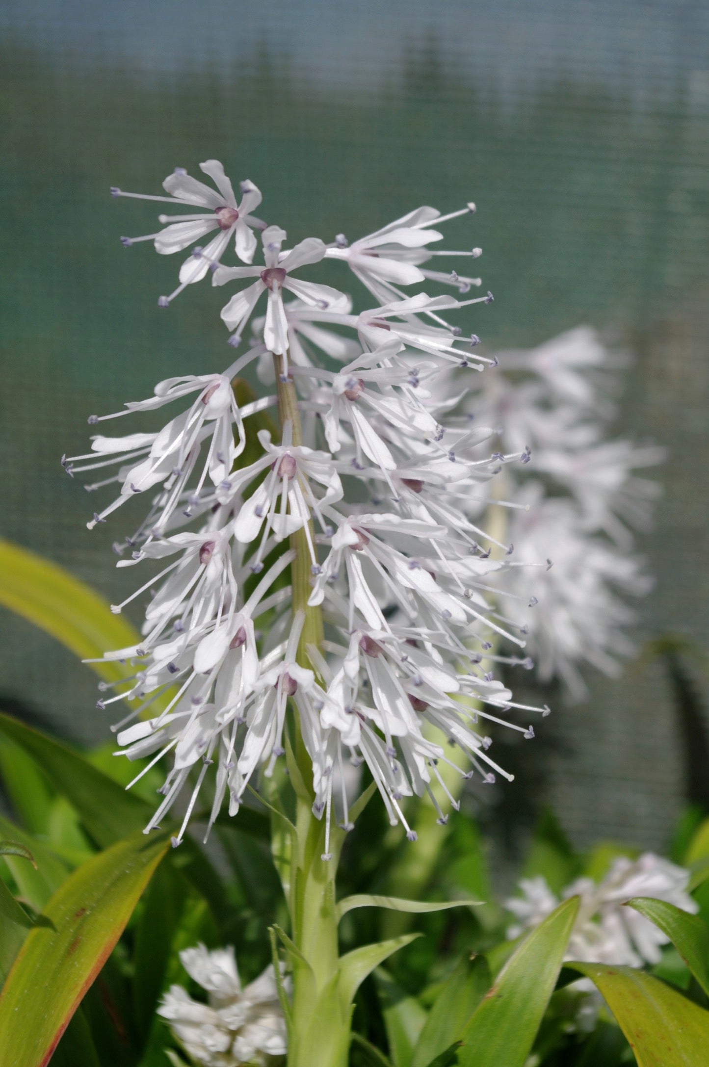 Ypsilandra thibetica