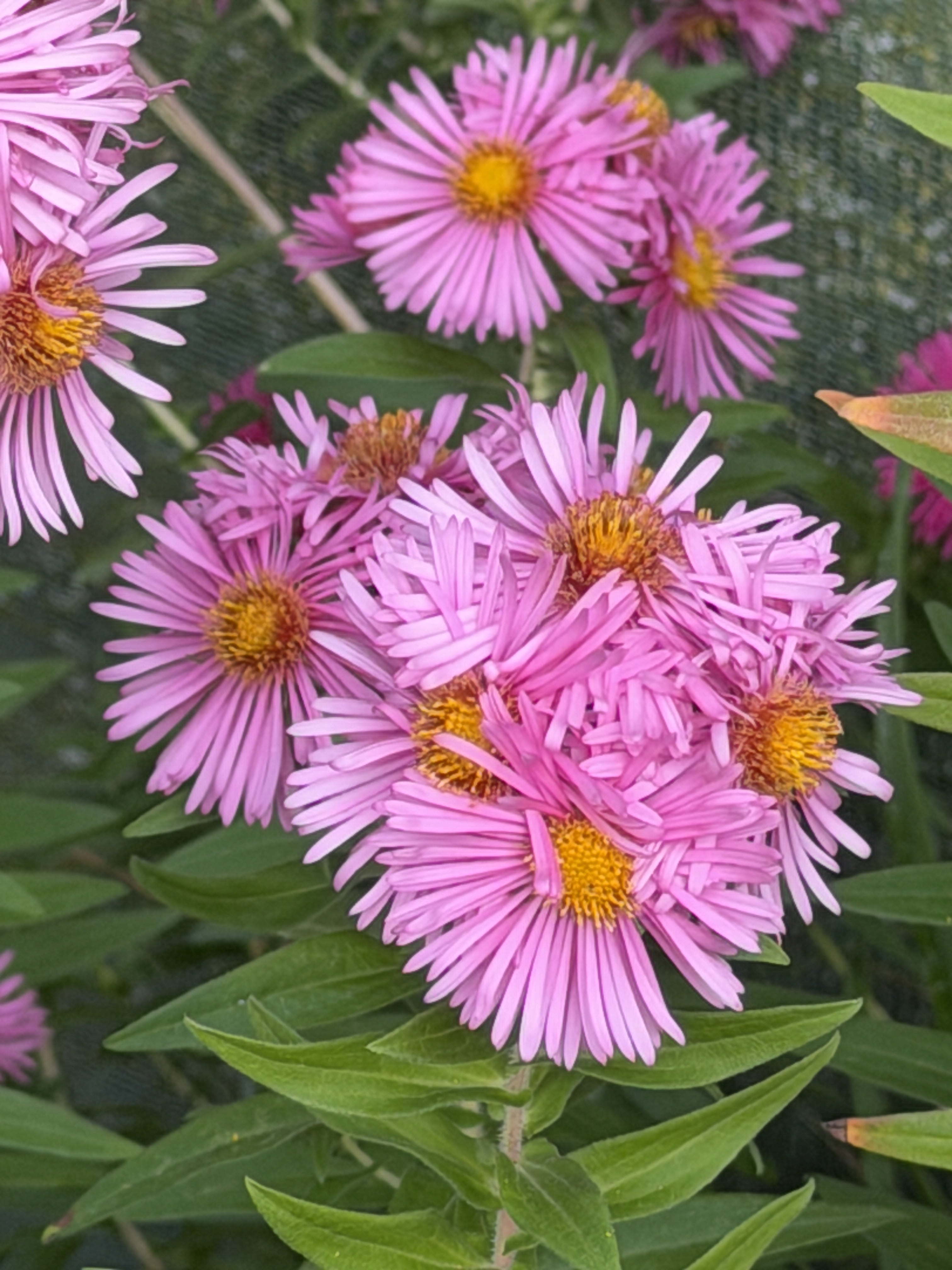 Symphyotrichum (Aster) novae-angliae ‘Rosa Sieger'