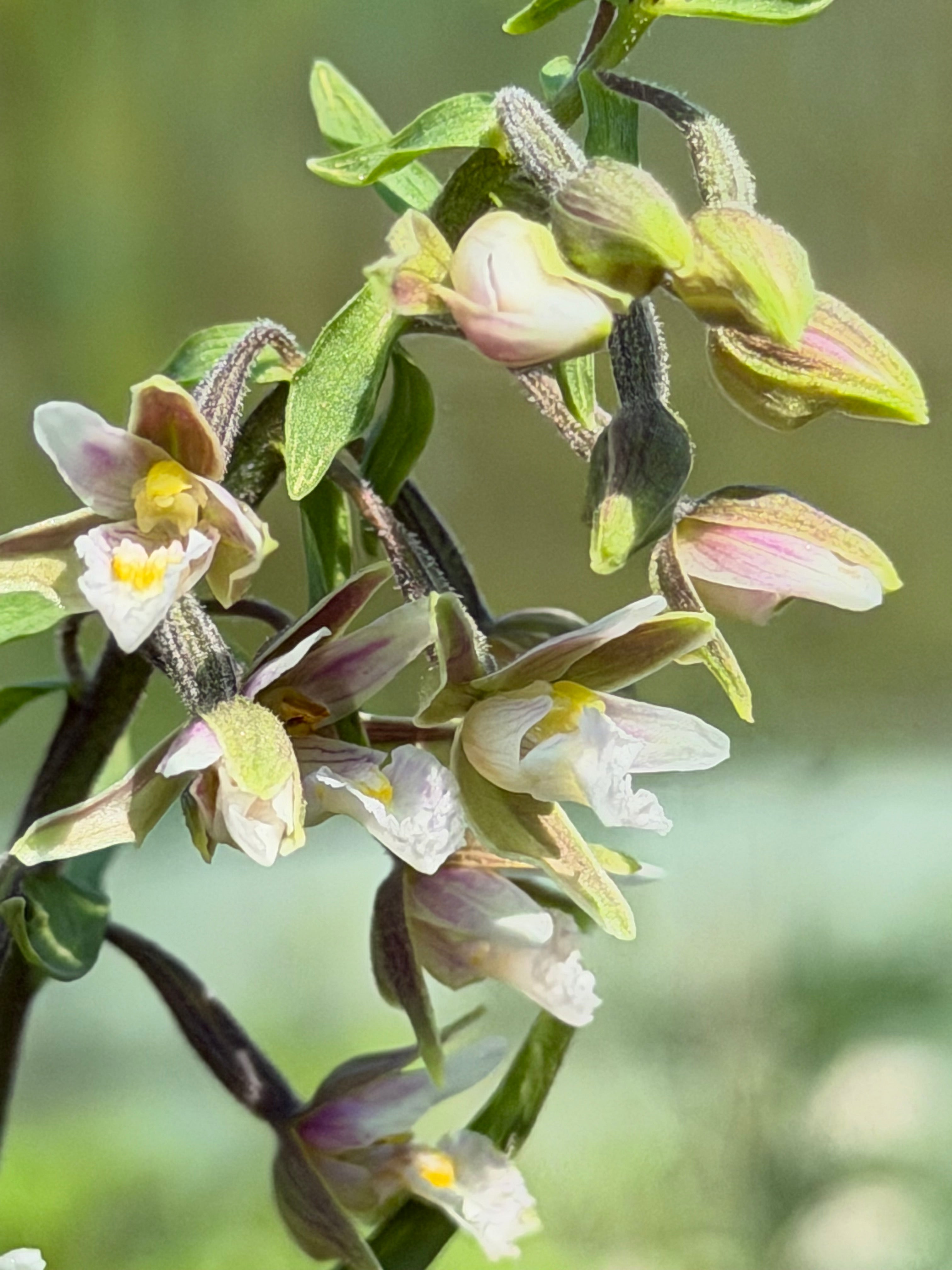 Epipactis palustris