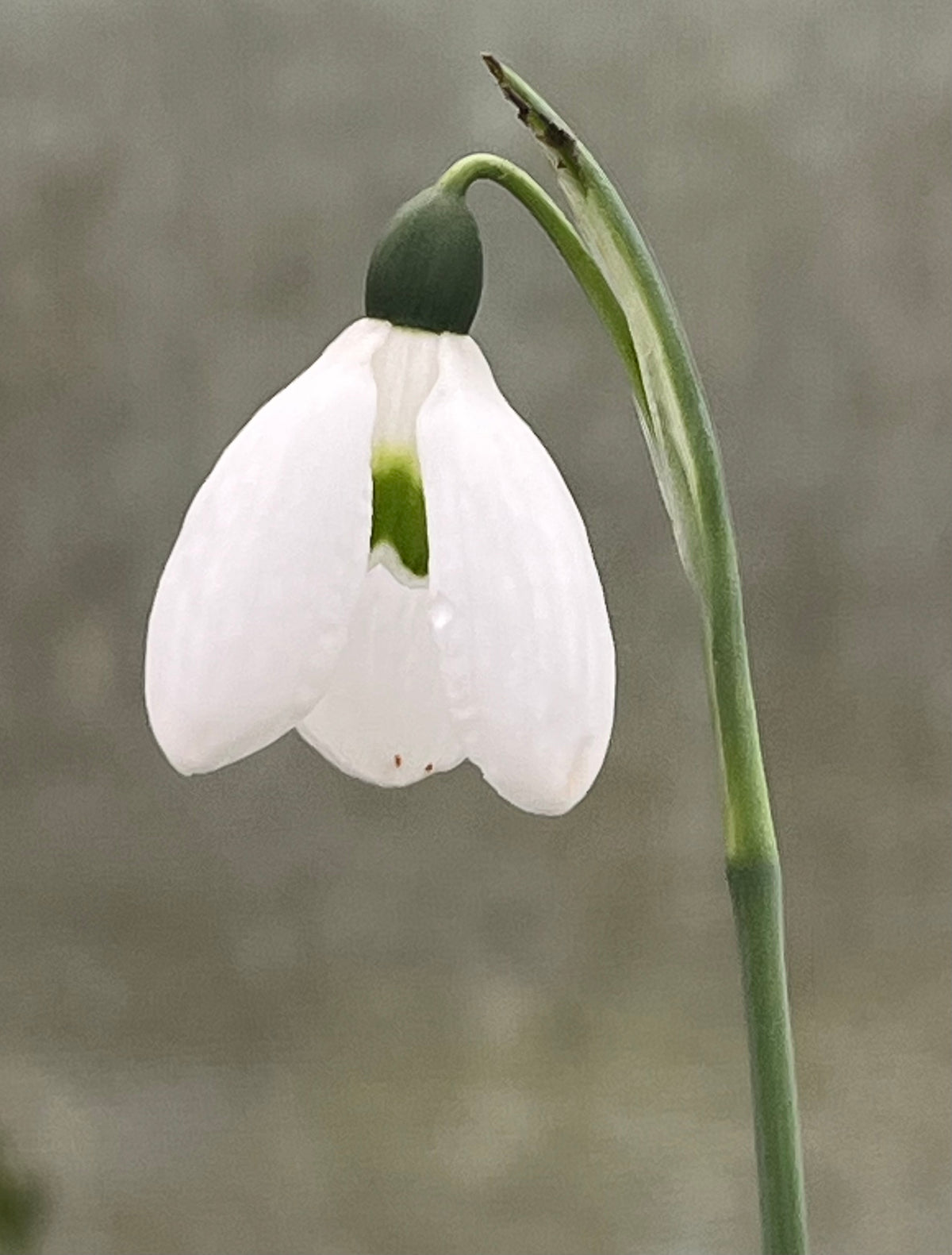 Galanthus ‘Rainbow Yo-Yo'