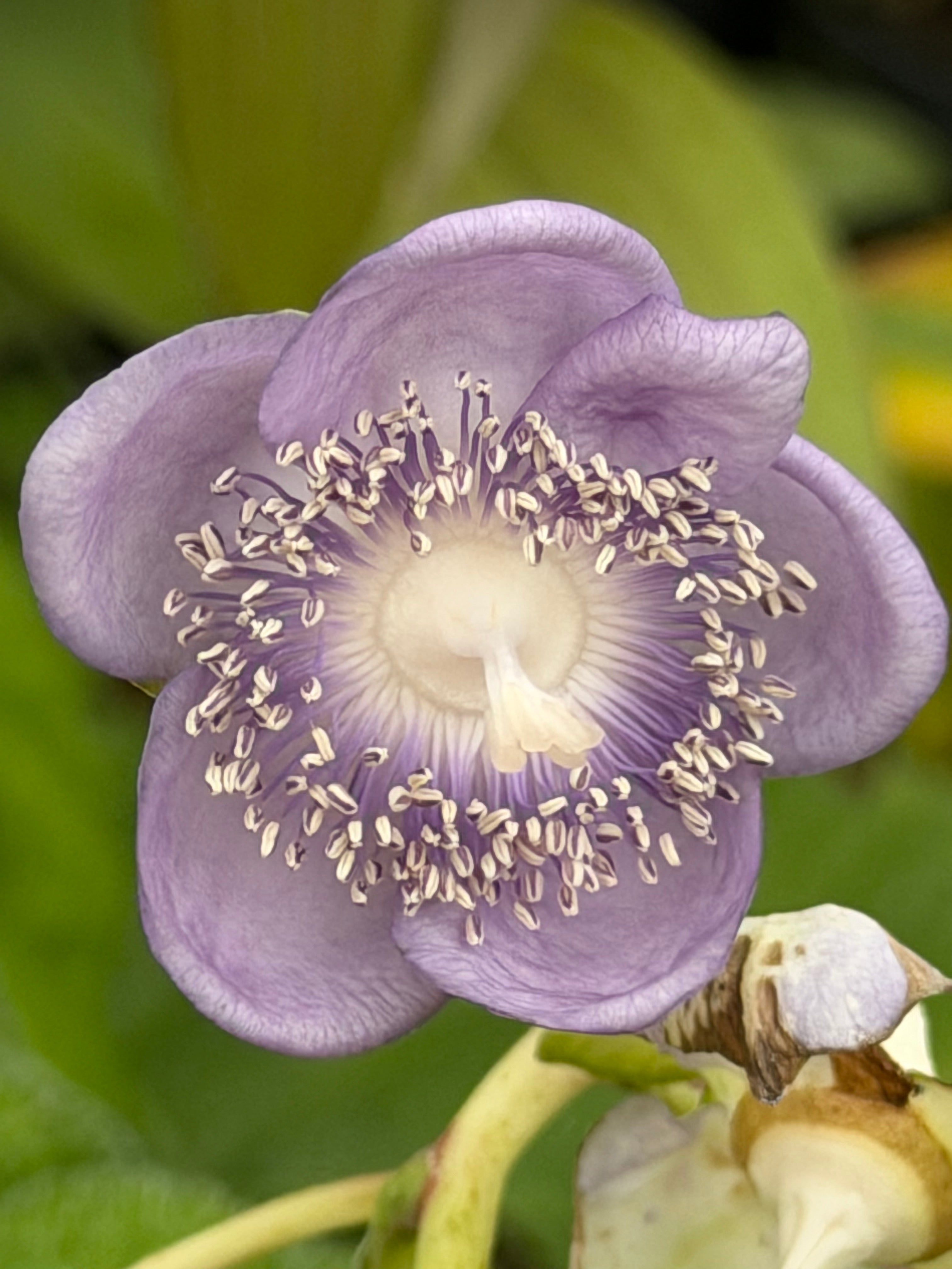Deinanthe caerulea 'Blue Wonder'