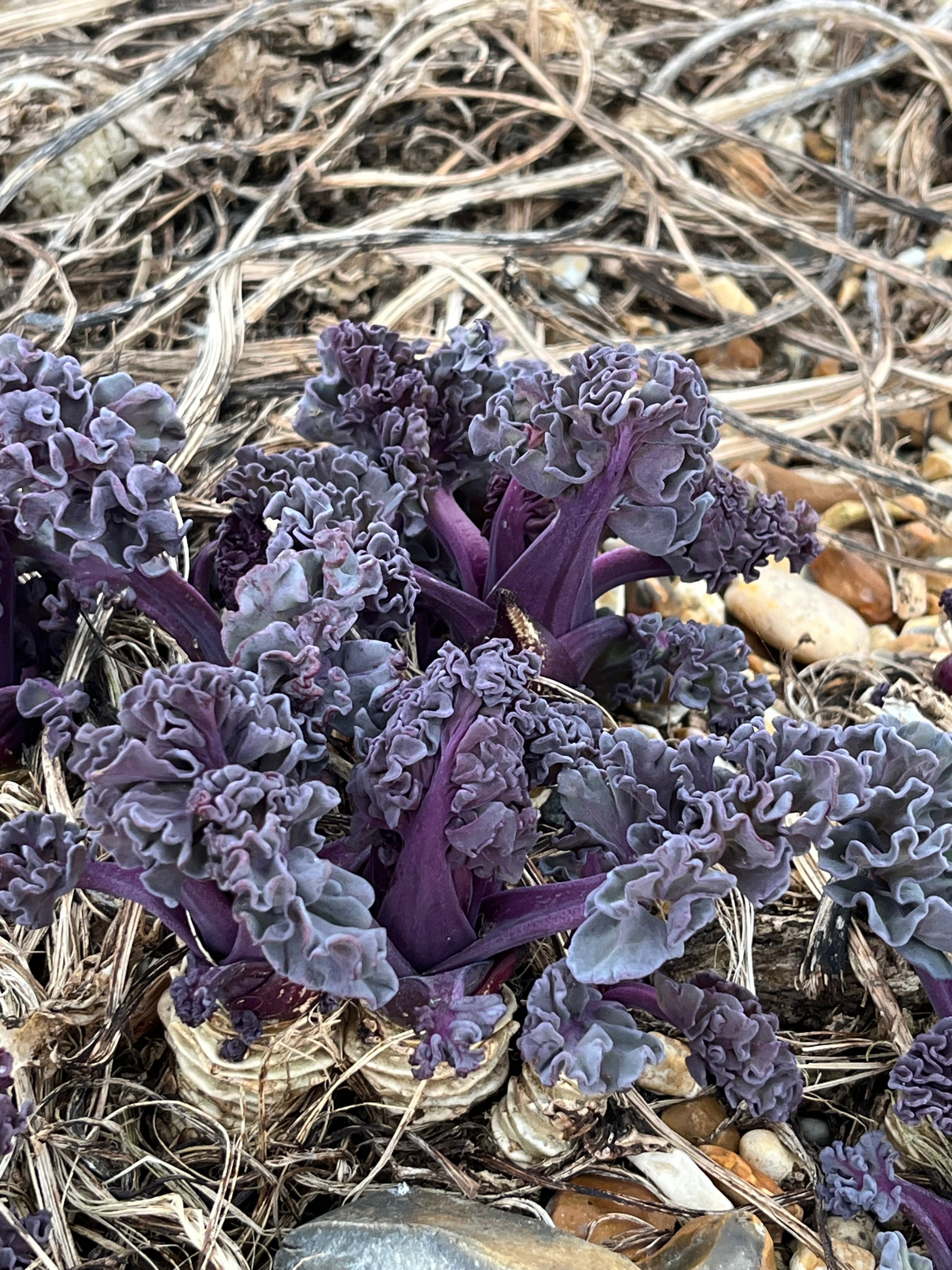 Crambe maritima