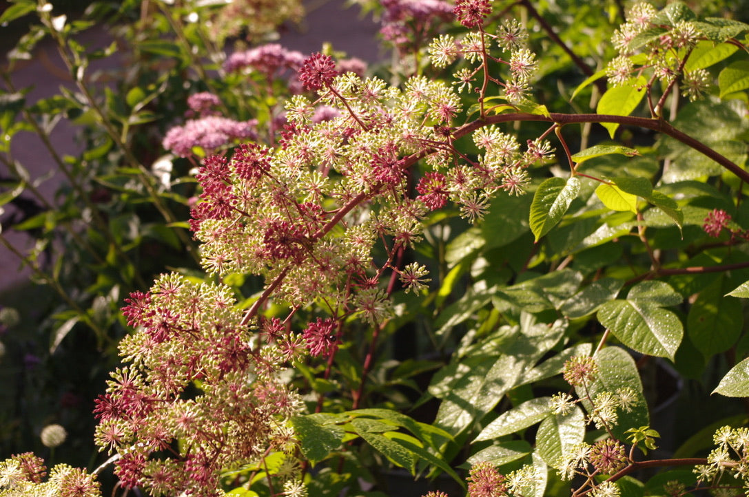 Aralia cordata