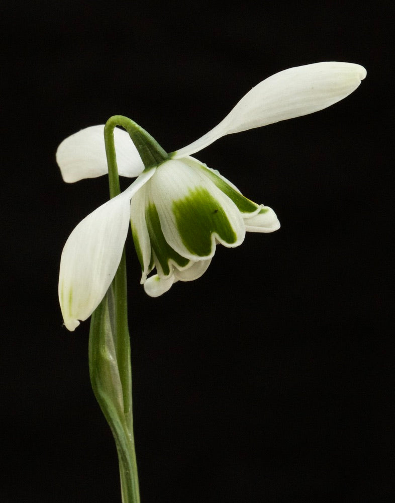 Galanthus ‘Dionysus’