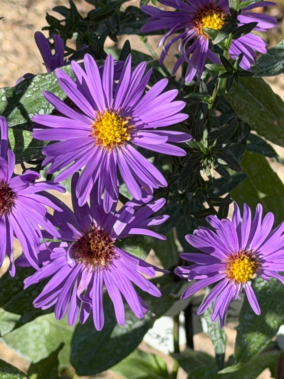 Aster (Symphyotrichum) laeve 'Orpheus'