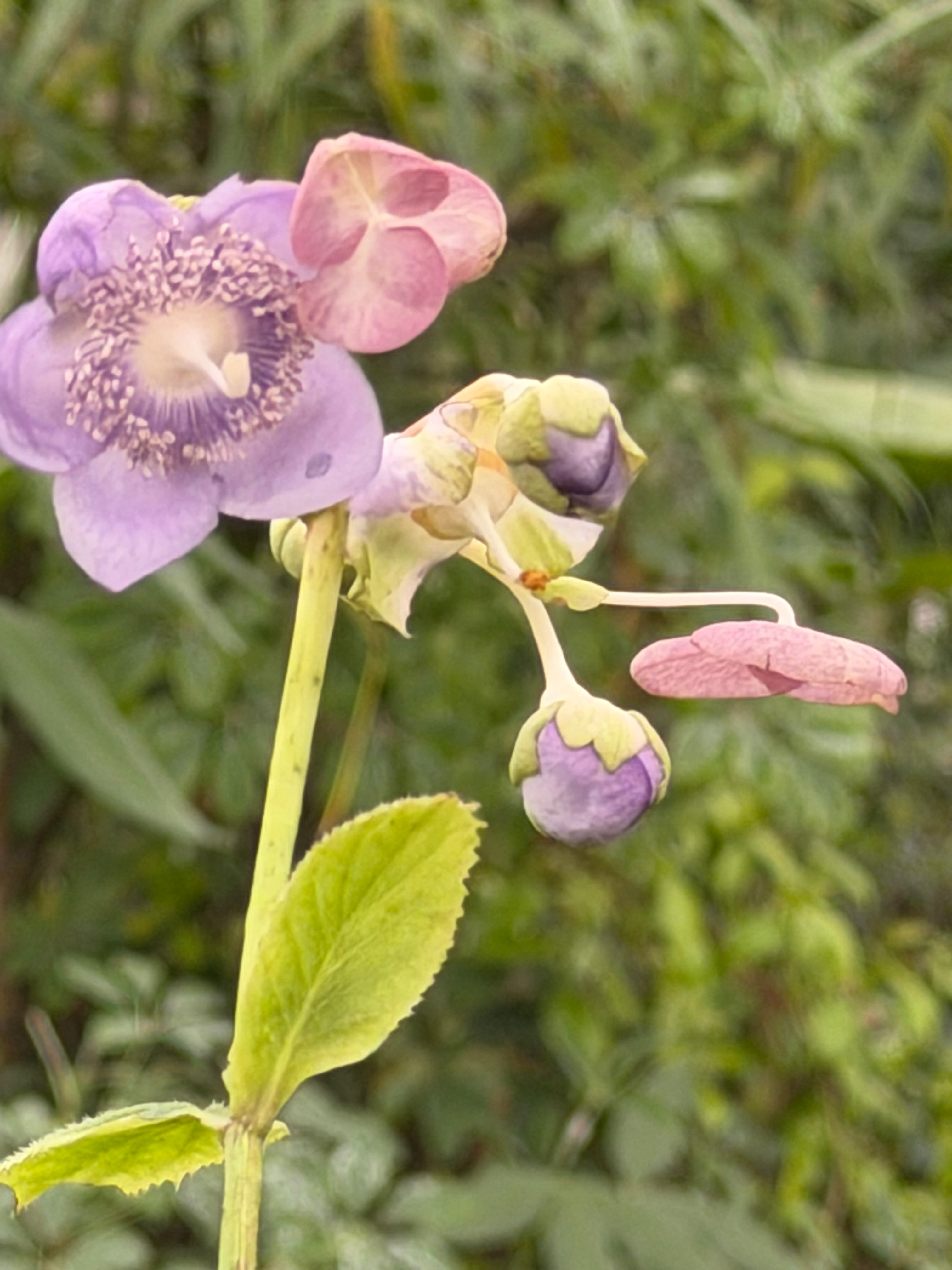 Deinanthe caerulea 'Blue Wonder'