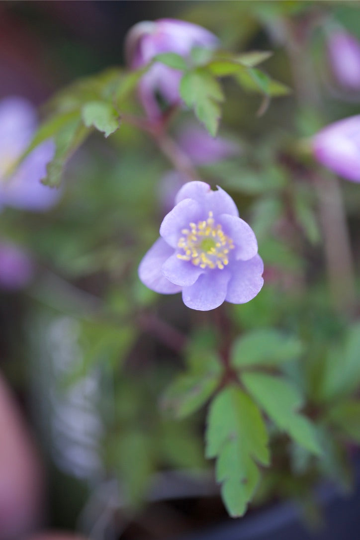 Anemone nemorosa ‘Royal Blue’