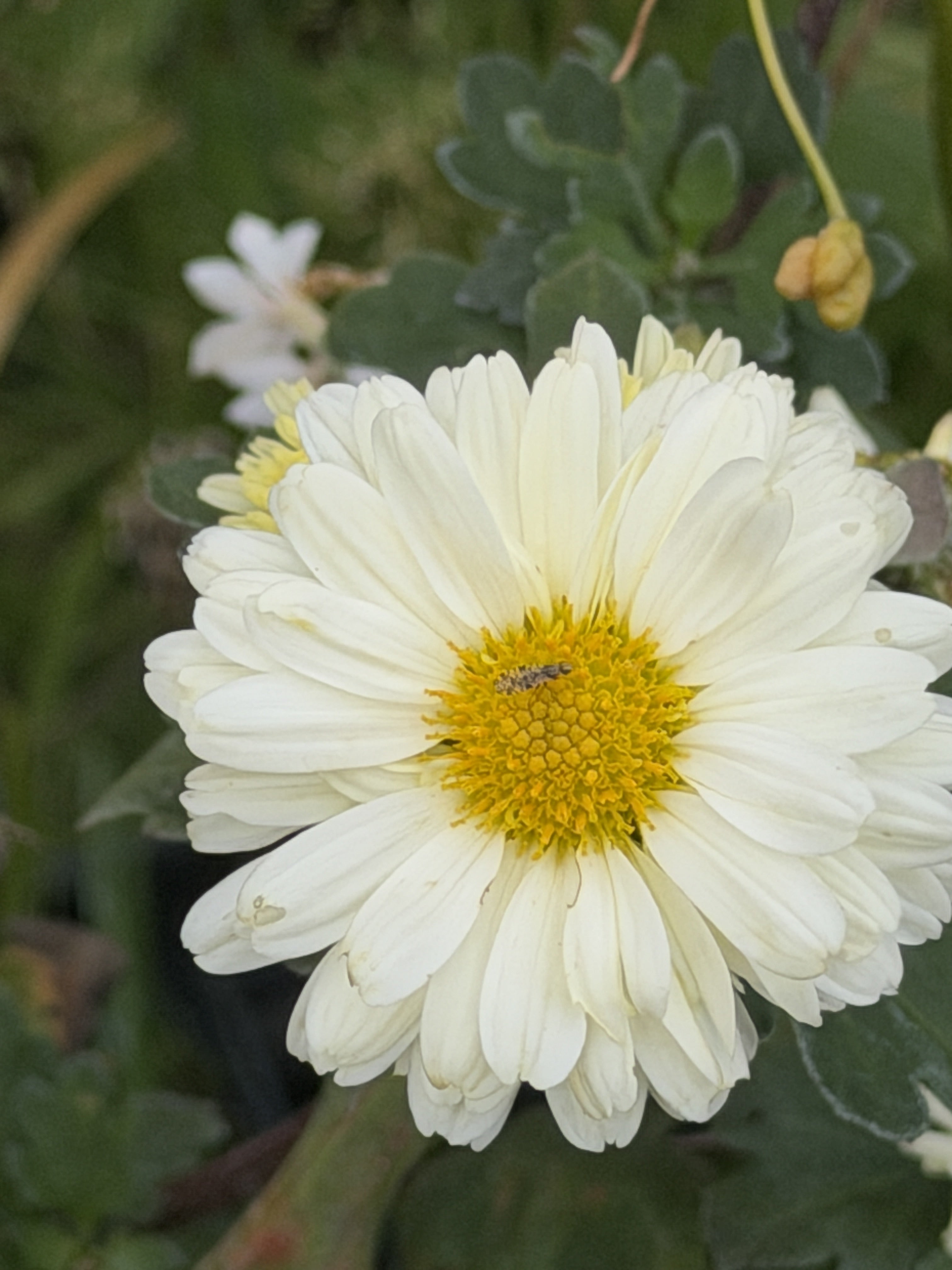 Chrysanthemum 'Poesie'