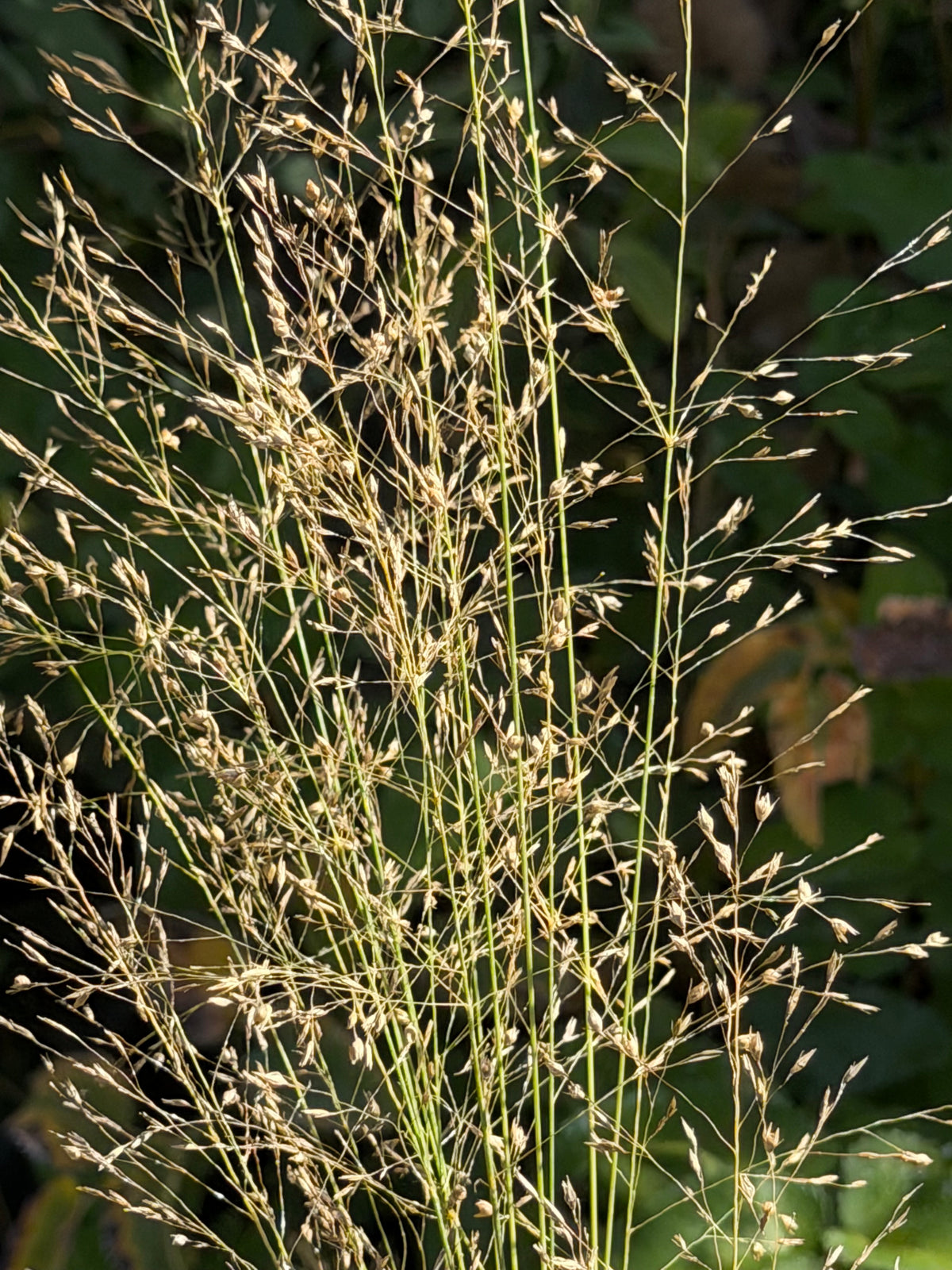 Sporobolus heterolepis