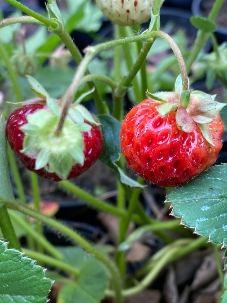 Fragaria &#39;Framberry&#39;