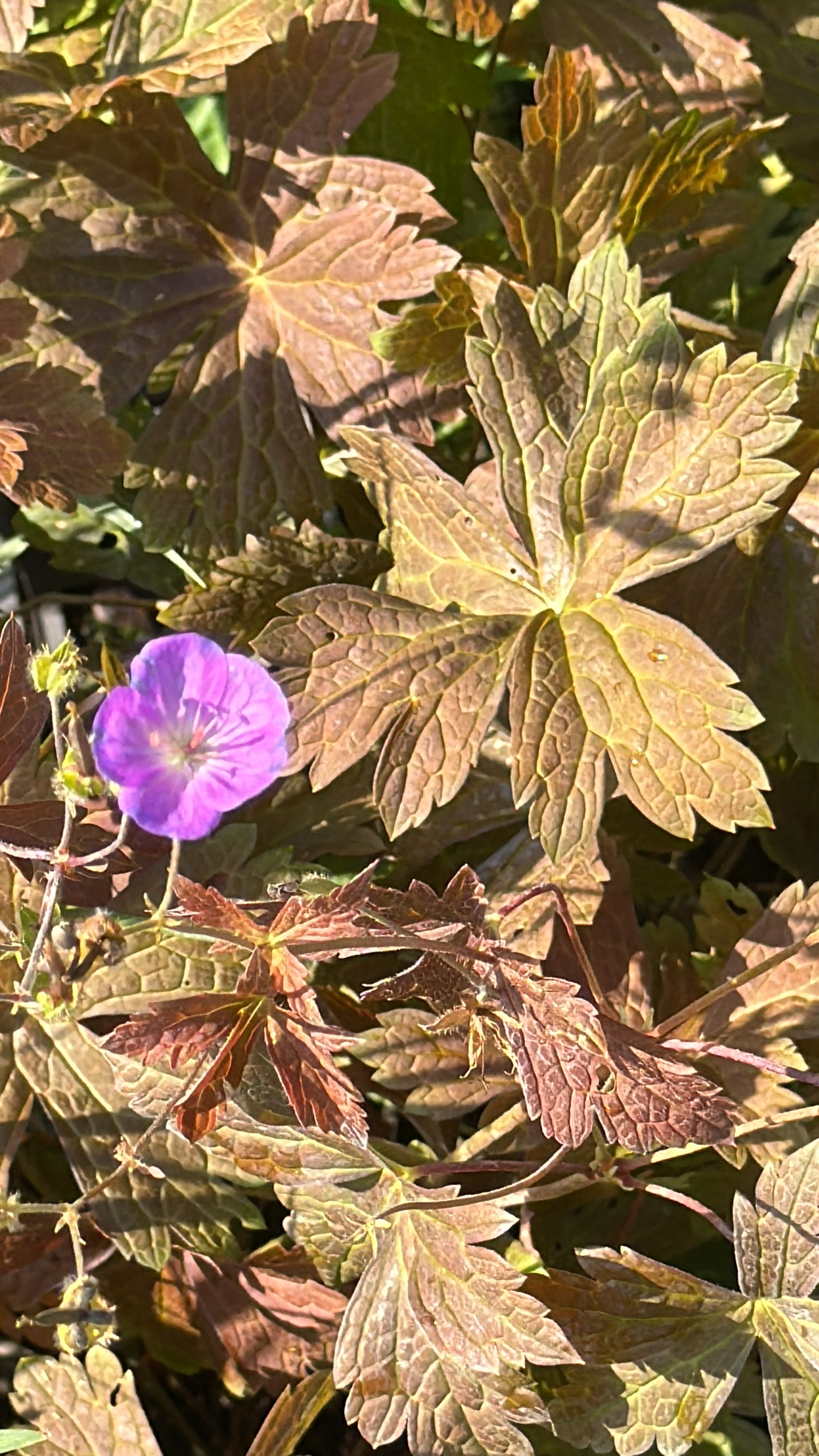 Geranium maculatum 'Schokoprinz'