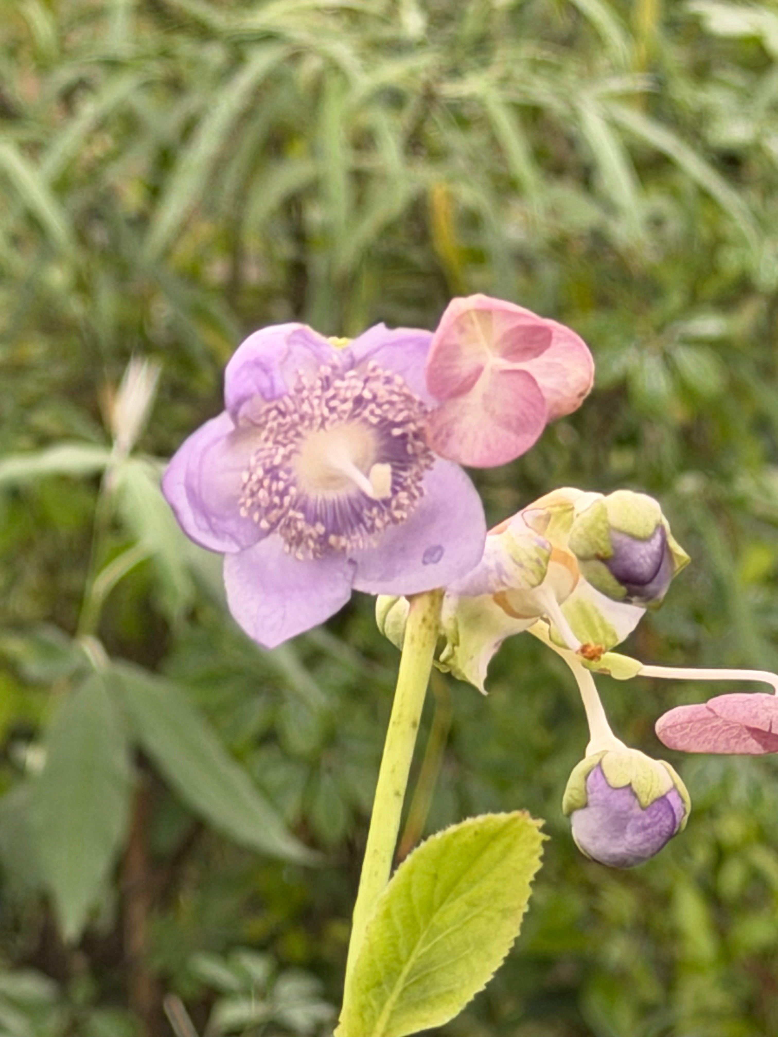 Deinanthe caerulea 'Blue Wonder'