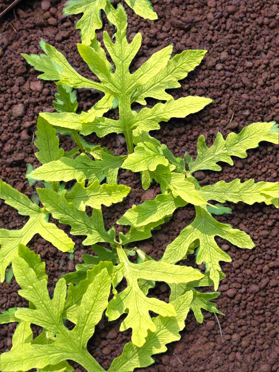 Onoclea sensibilis &#39;Skeleton&#39; (Hortvs Linearis)