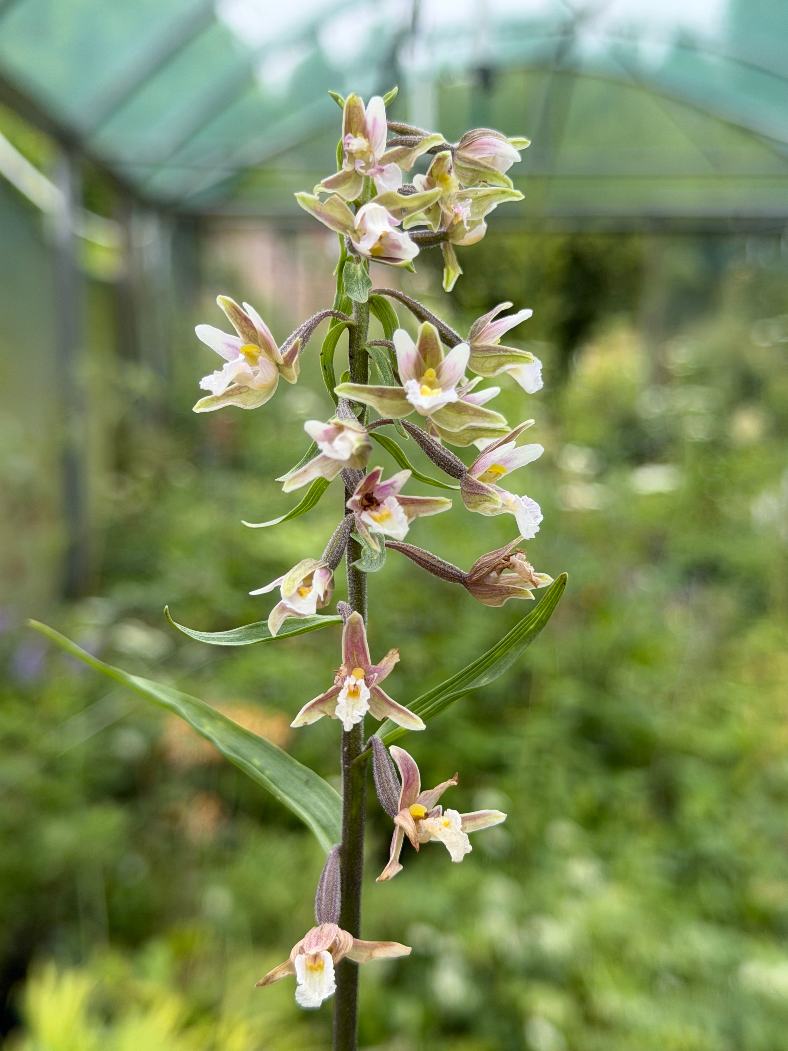 Epipactis palustris