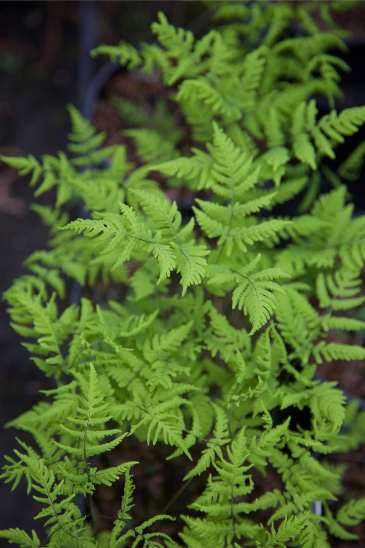 Gymnocarpium dryopteris AGM