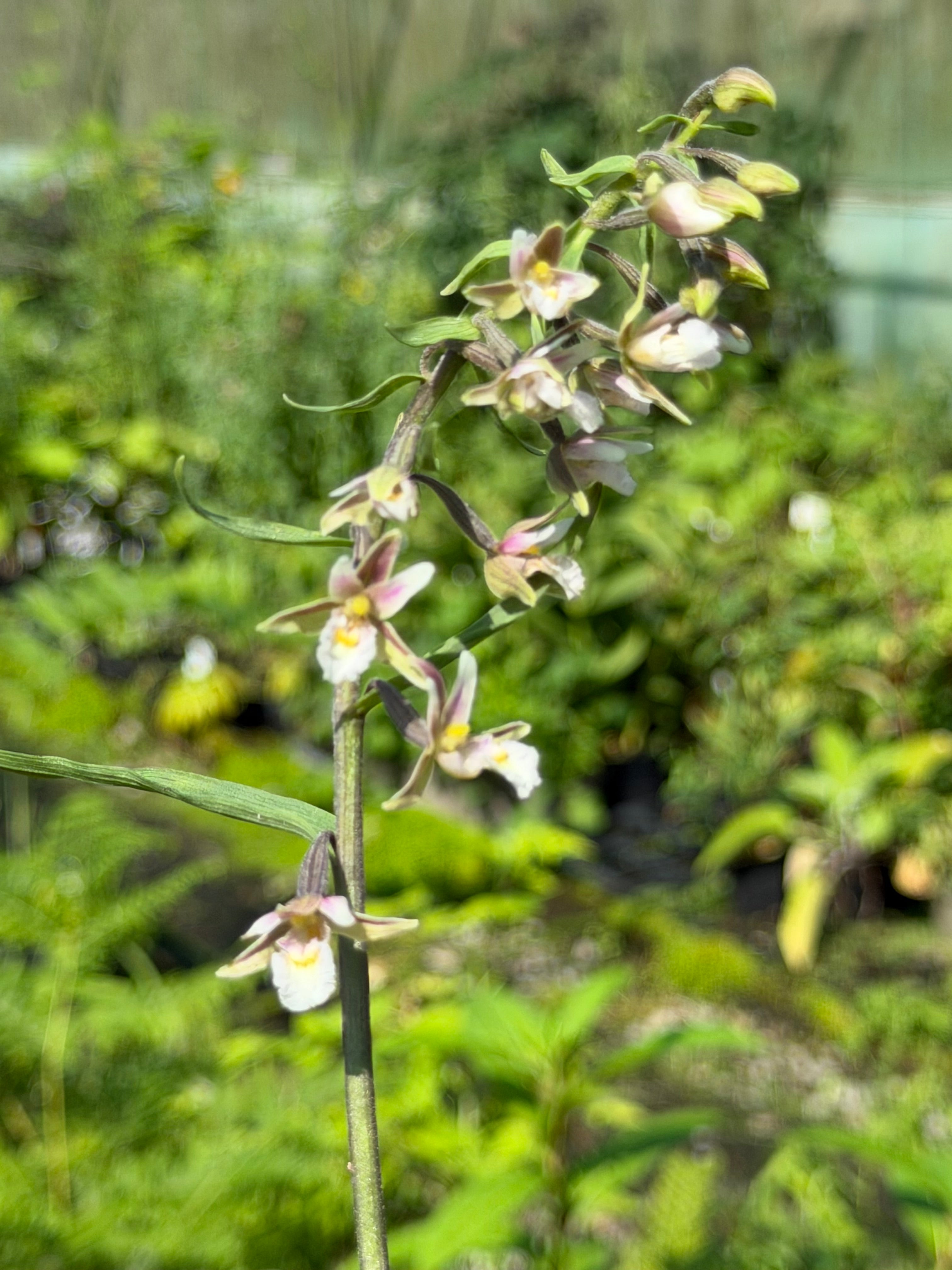 Epipactis palustris