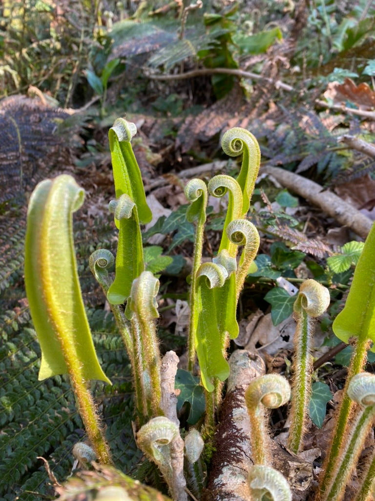 Asplenium scolopendrium