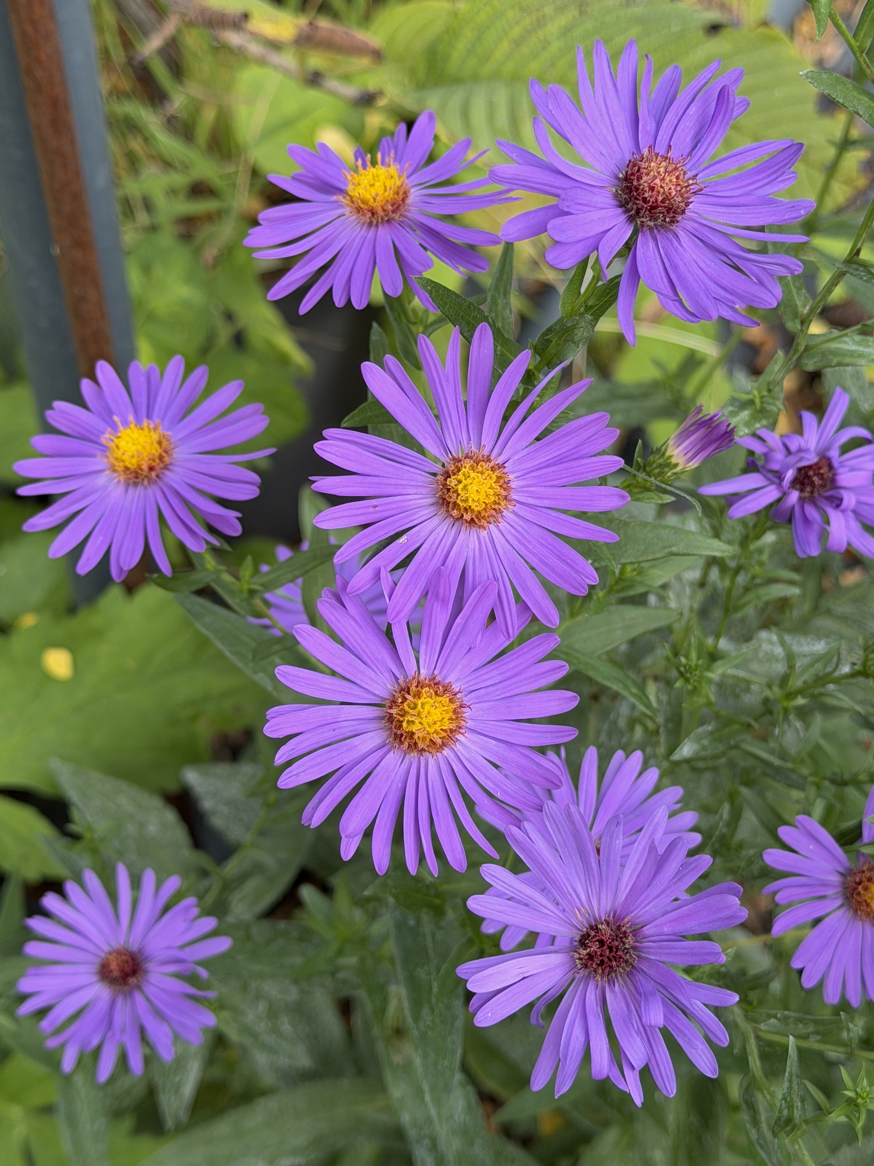 Aster (Symphyotrichum) laeve 'Orpheus'