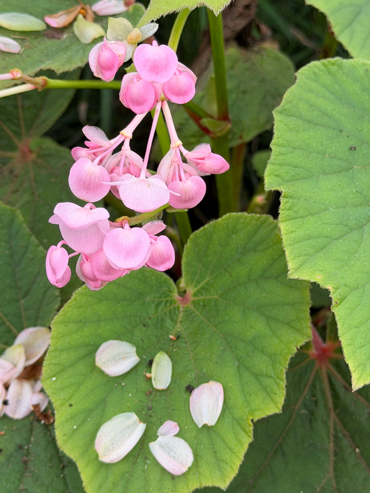 Begonia x 'Torsa'