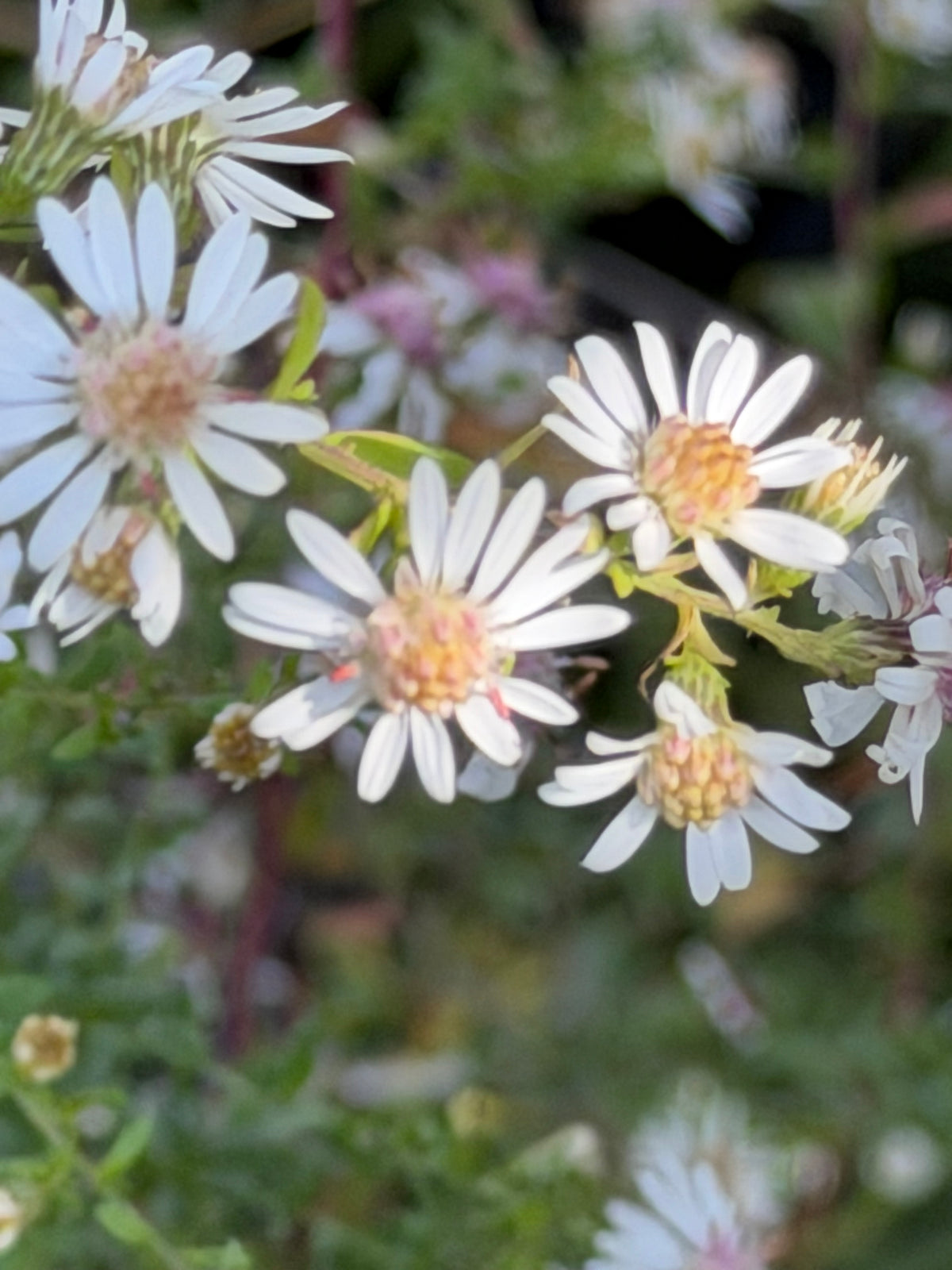 Aster (Symphyotrichum) lateriflorum 'Bleke Bet'