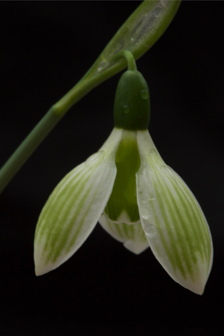 Galanthus ‘Rosemary Burnham’