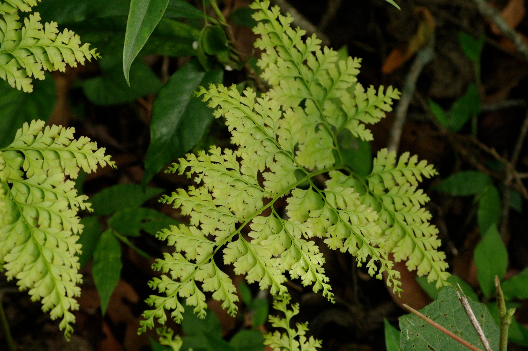 Leucostegia immersa