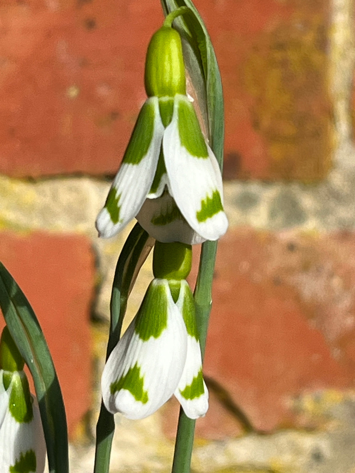 Galanthus ‘Chantry Gem' GC53