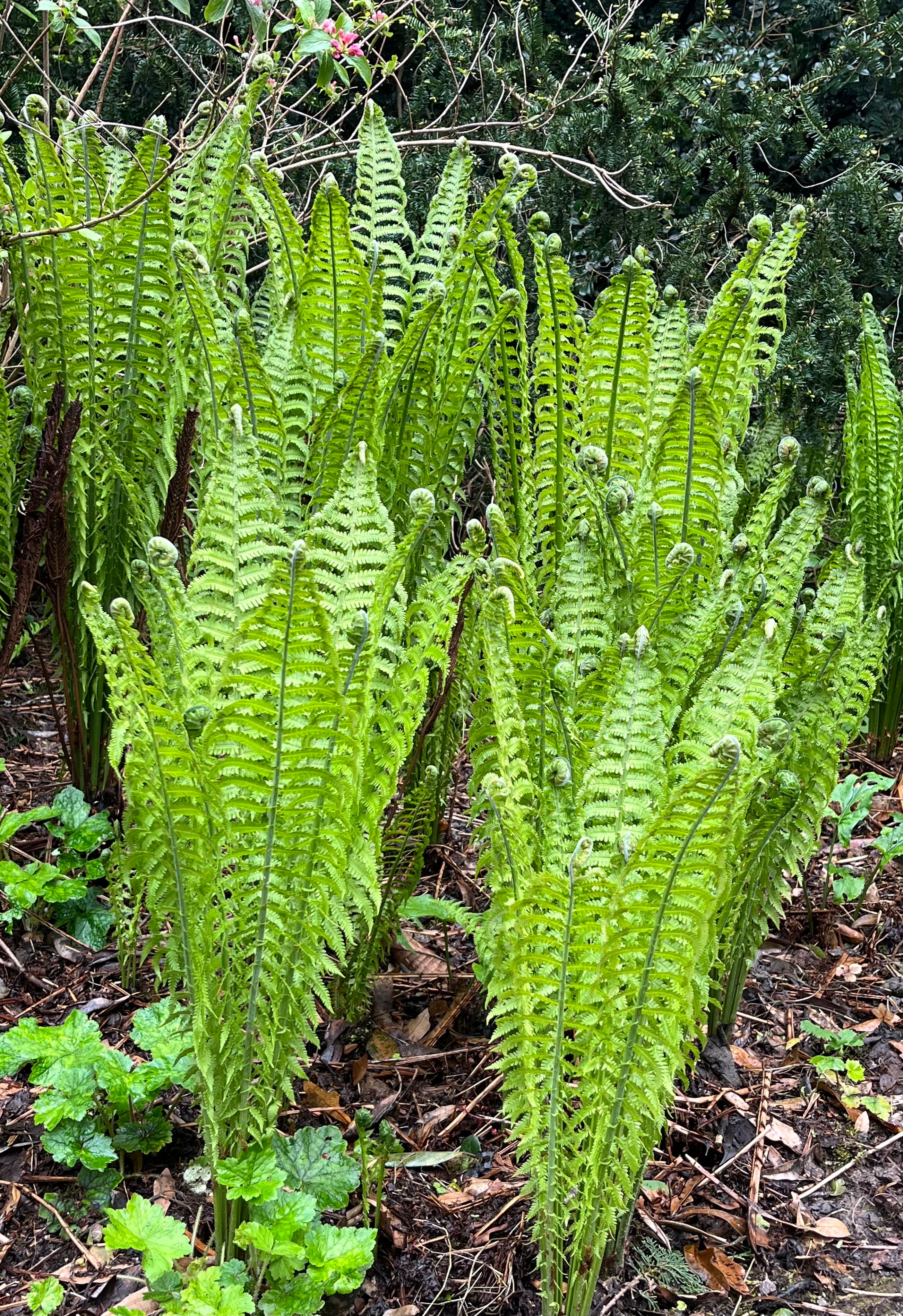 Matteuccia struthiopteris AGM