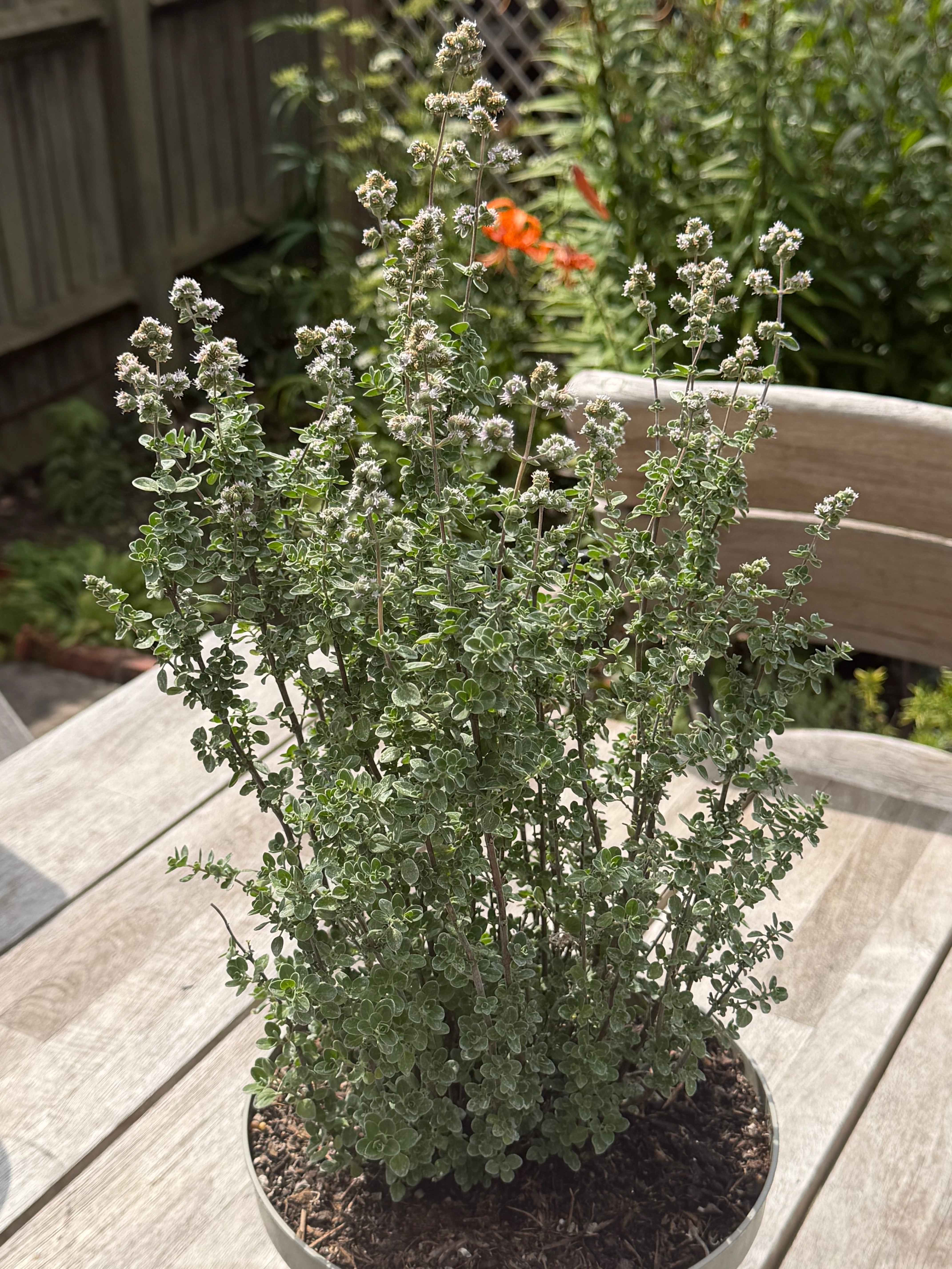 Origanum syriacum
