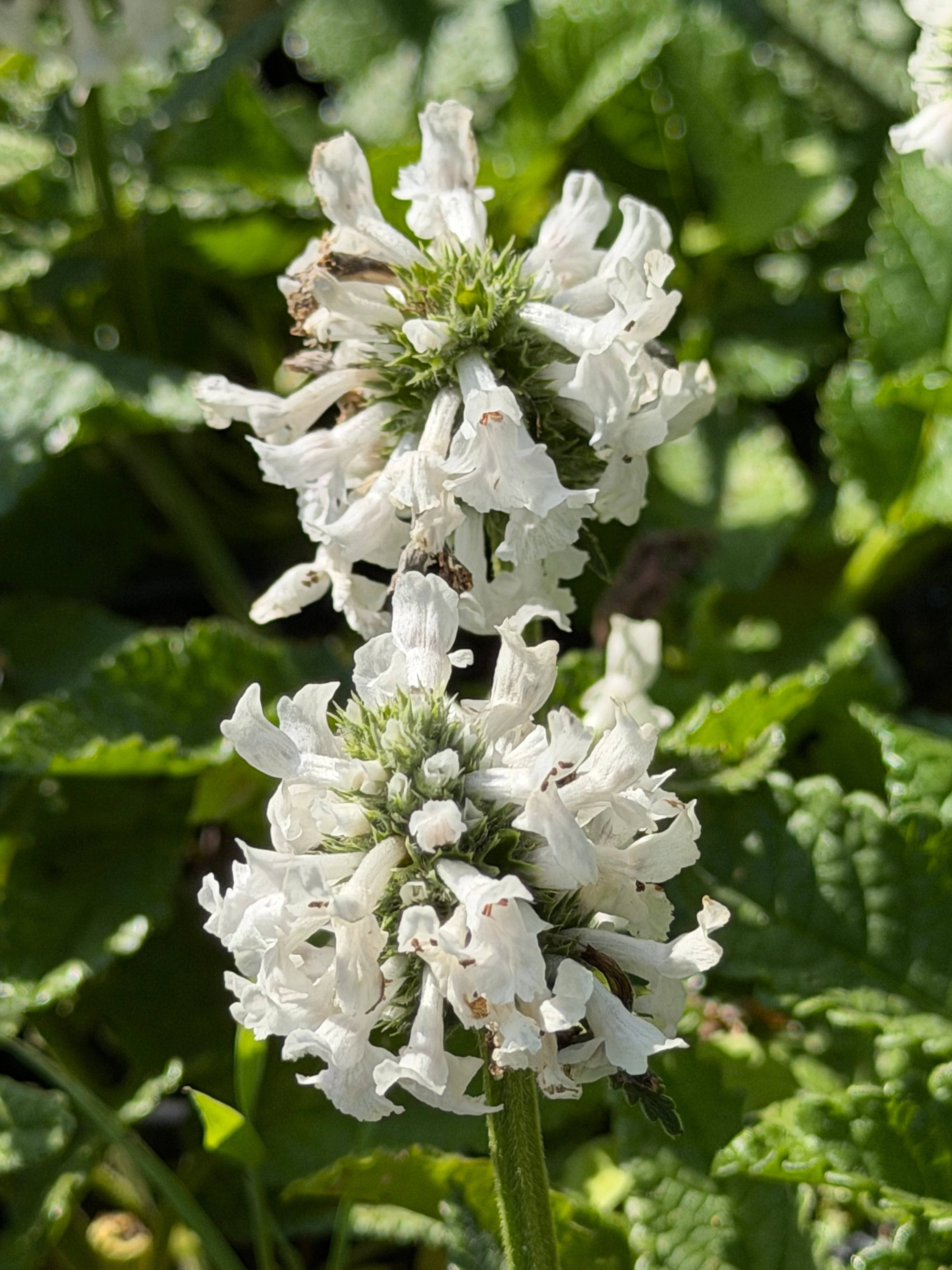Stachys officinalis 'Wisley White'